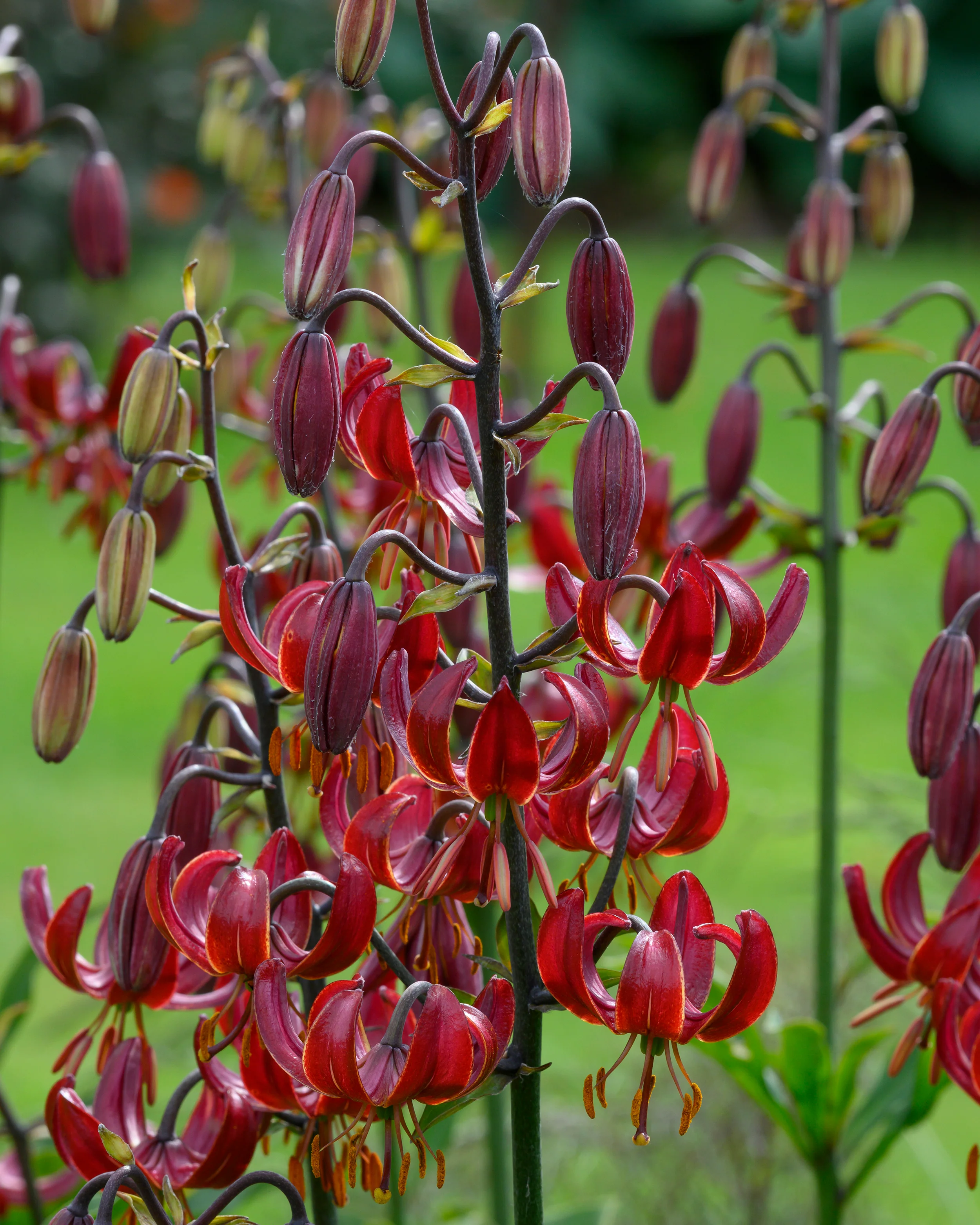 Lily 'Claude Shride' - Image 6