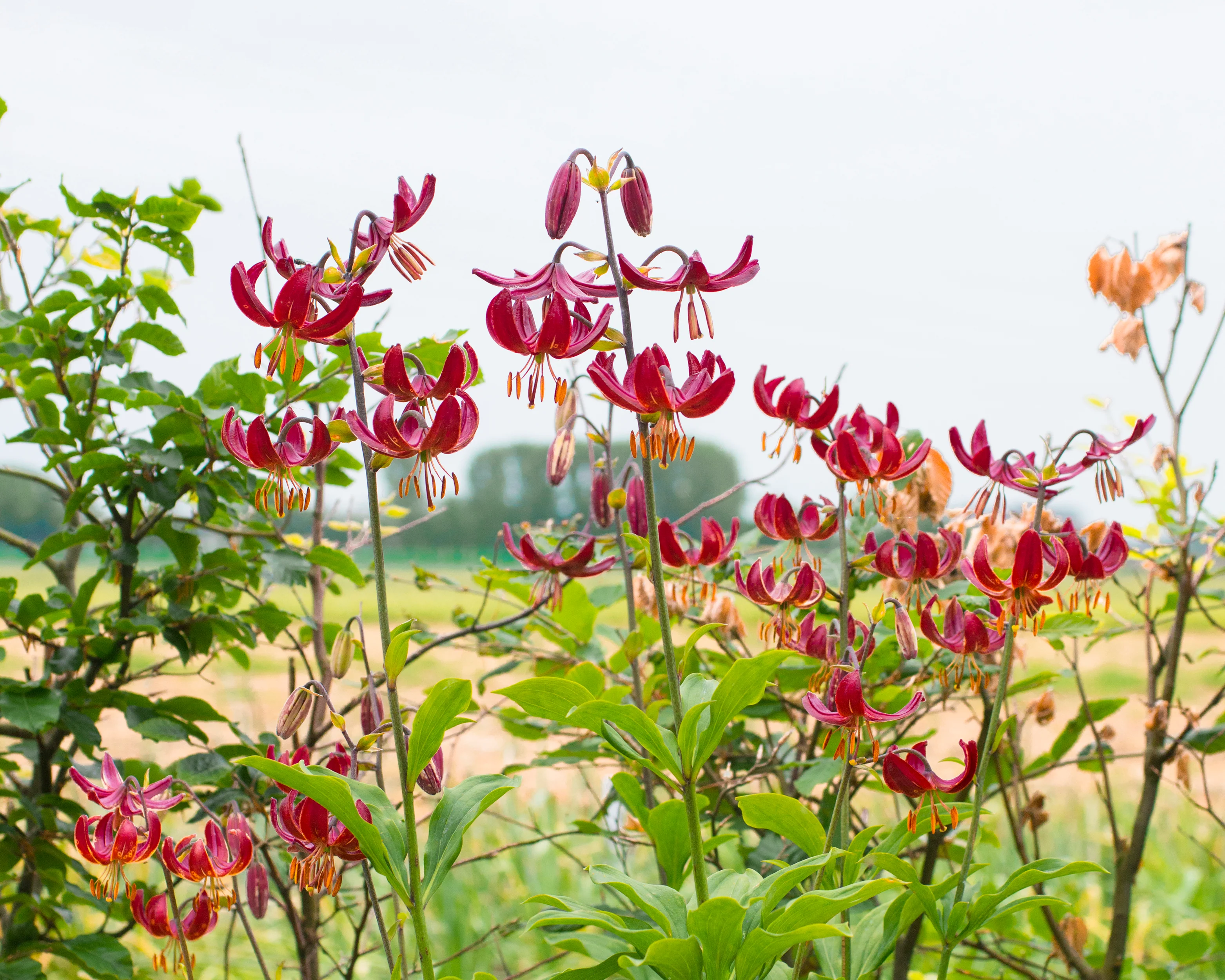 Lily 'Claude Shride' - Image 7