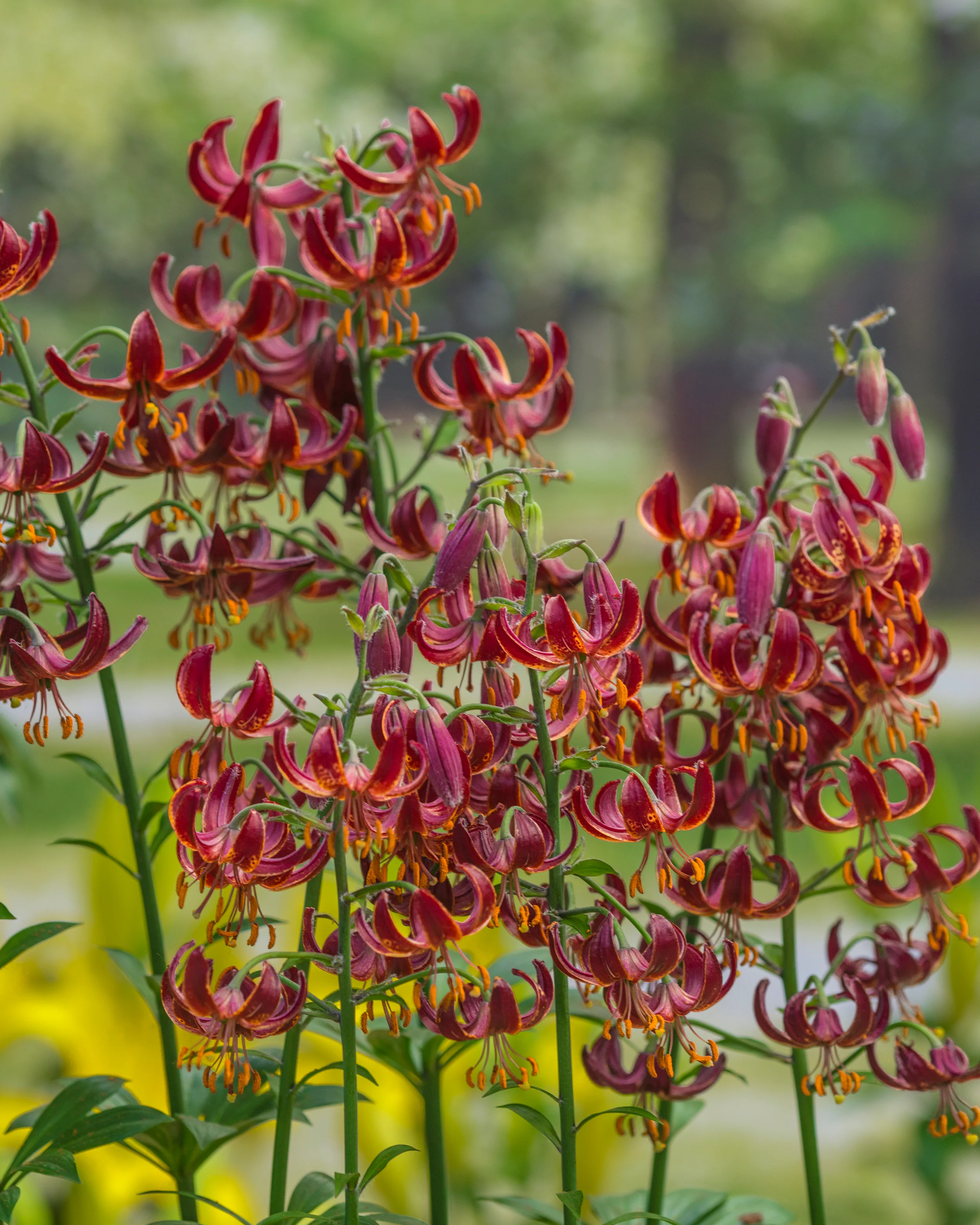 Lily 'Claude Shride' - Image 9