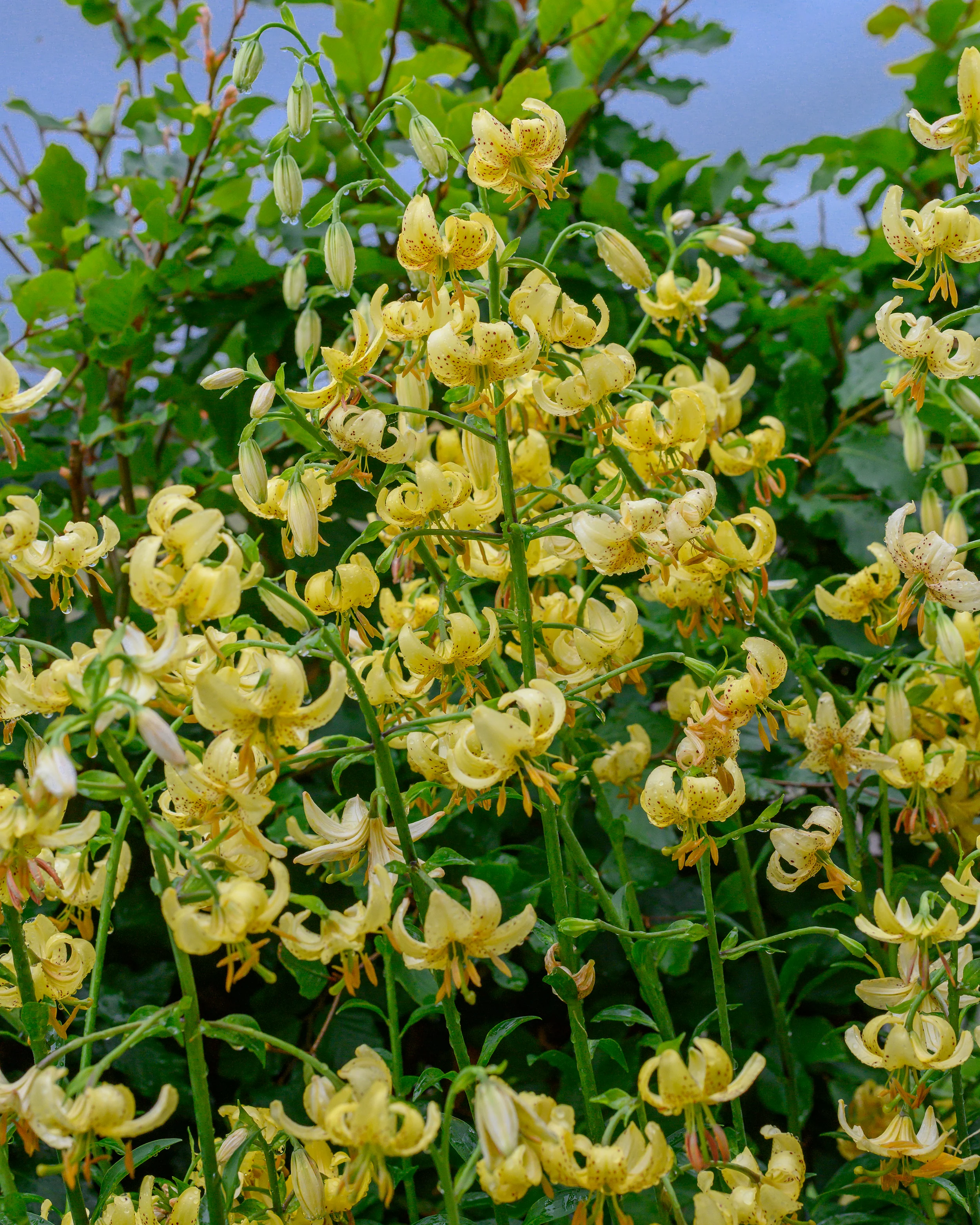 Lily 'Golden Morning' - Image 2