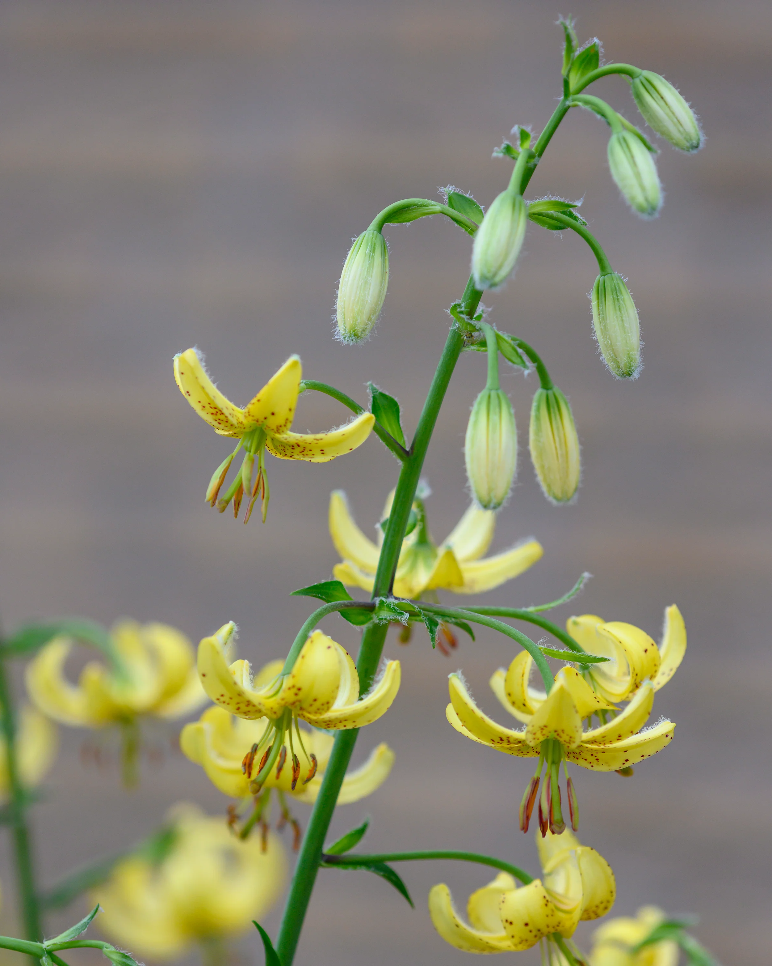 Lily 'Golden Morning' - Image 3