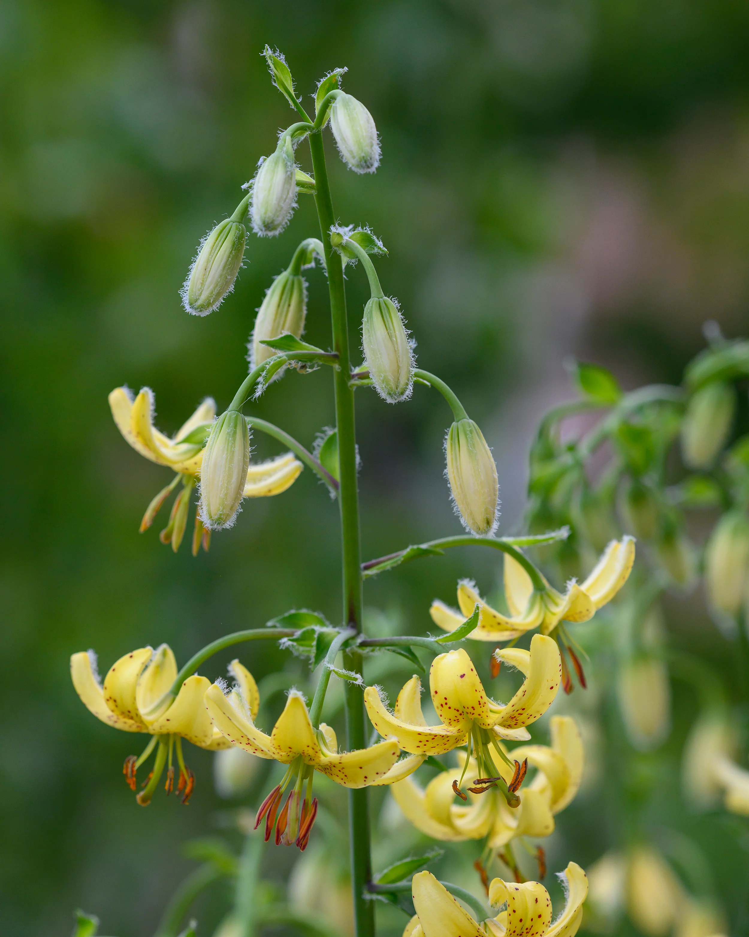 Lily 'Golden Morning' - Image 5