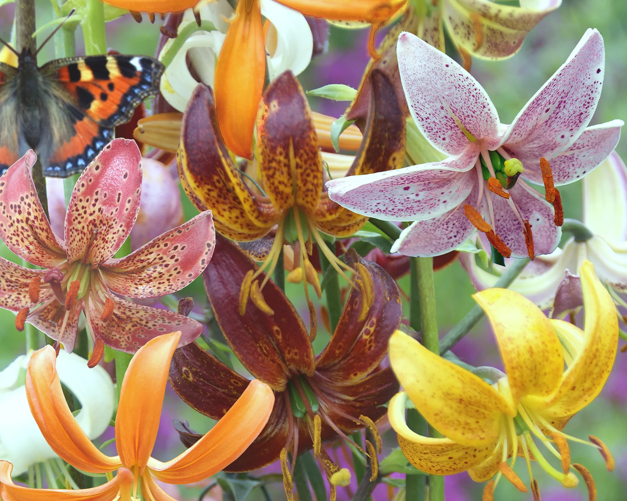 Lily 'Martagon Mix' - Image 10
