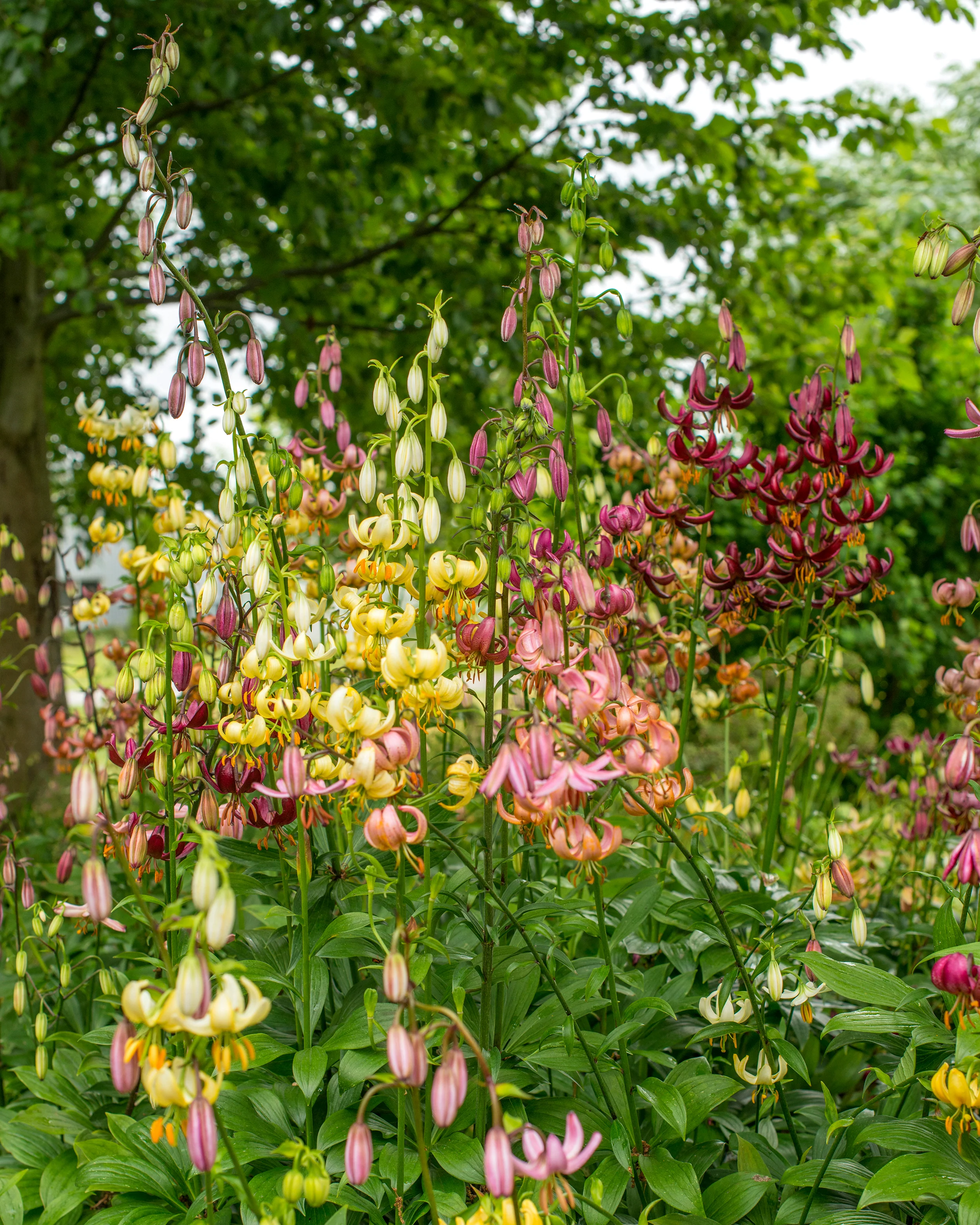 Lily 'Martagon Mix' - Image 2