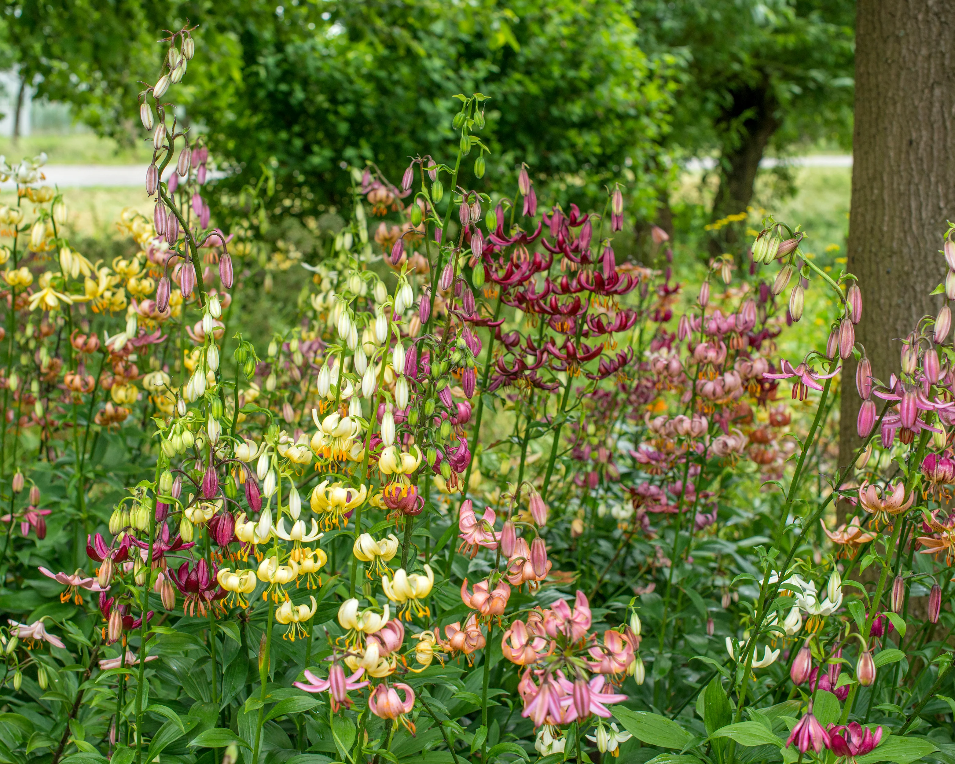 Lily 'Martagon Mix' - Image 5