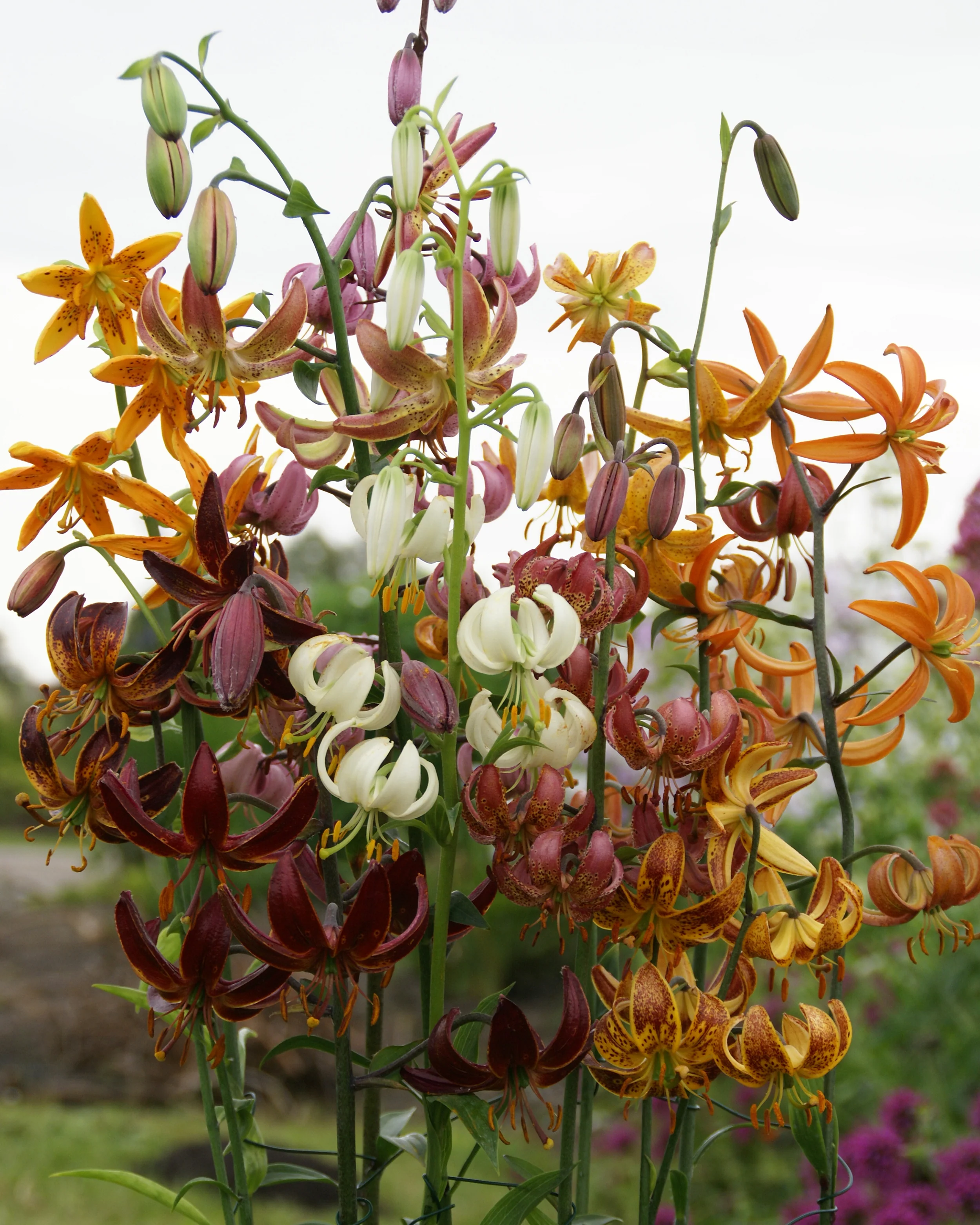 Lily 'Martagon Mix' - Image 8
