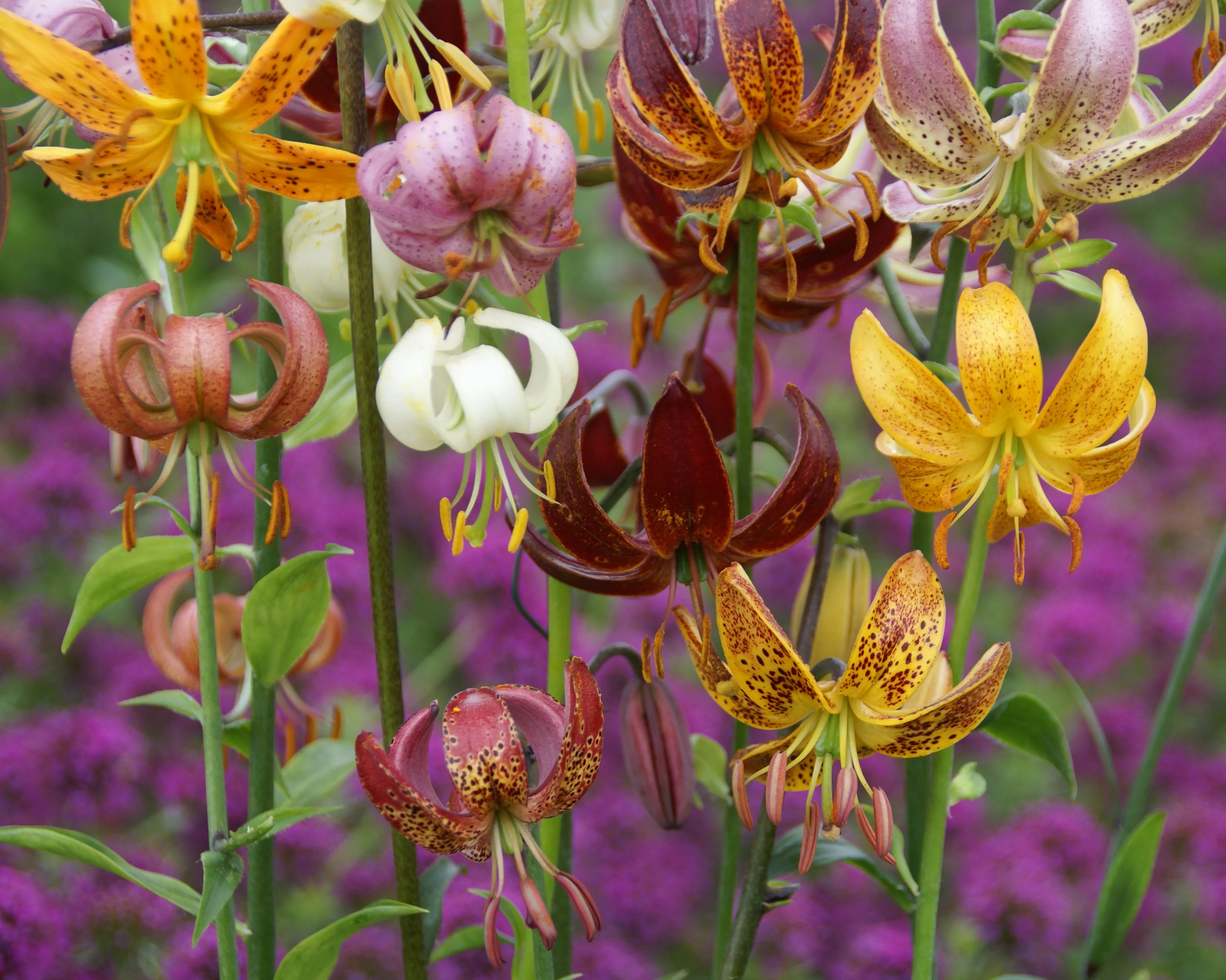 Lily 'Martagon Mix' - Image 9