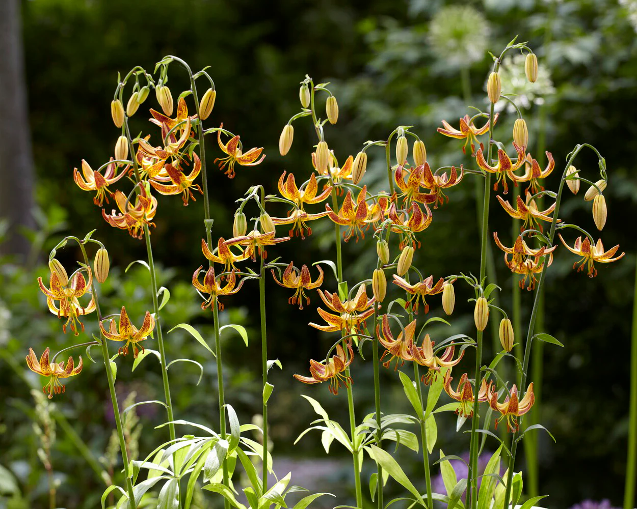 Lily 'Sunny Morning' - Image 11