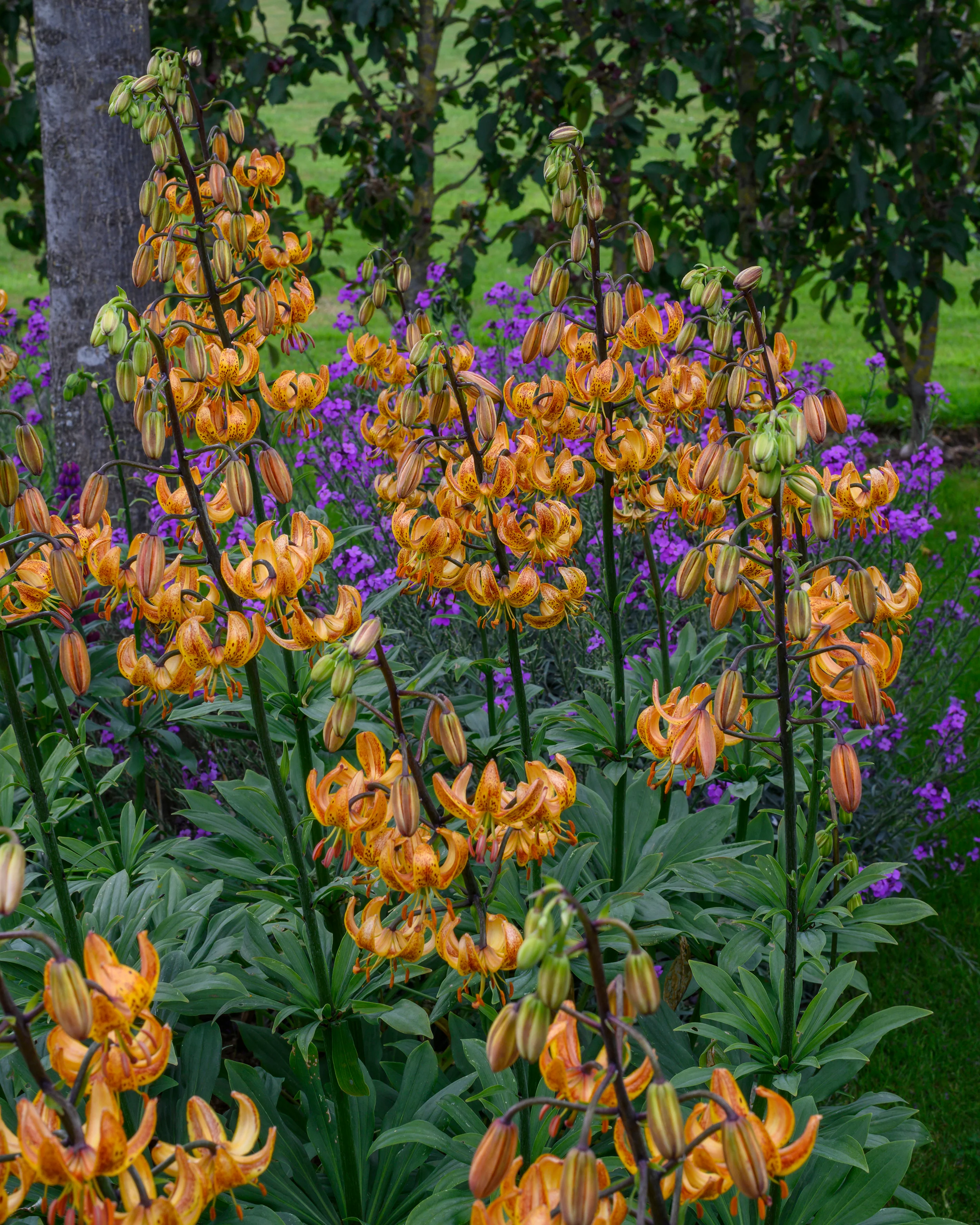 Lily 'Sunny Morning' - Image 2