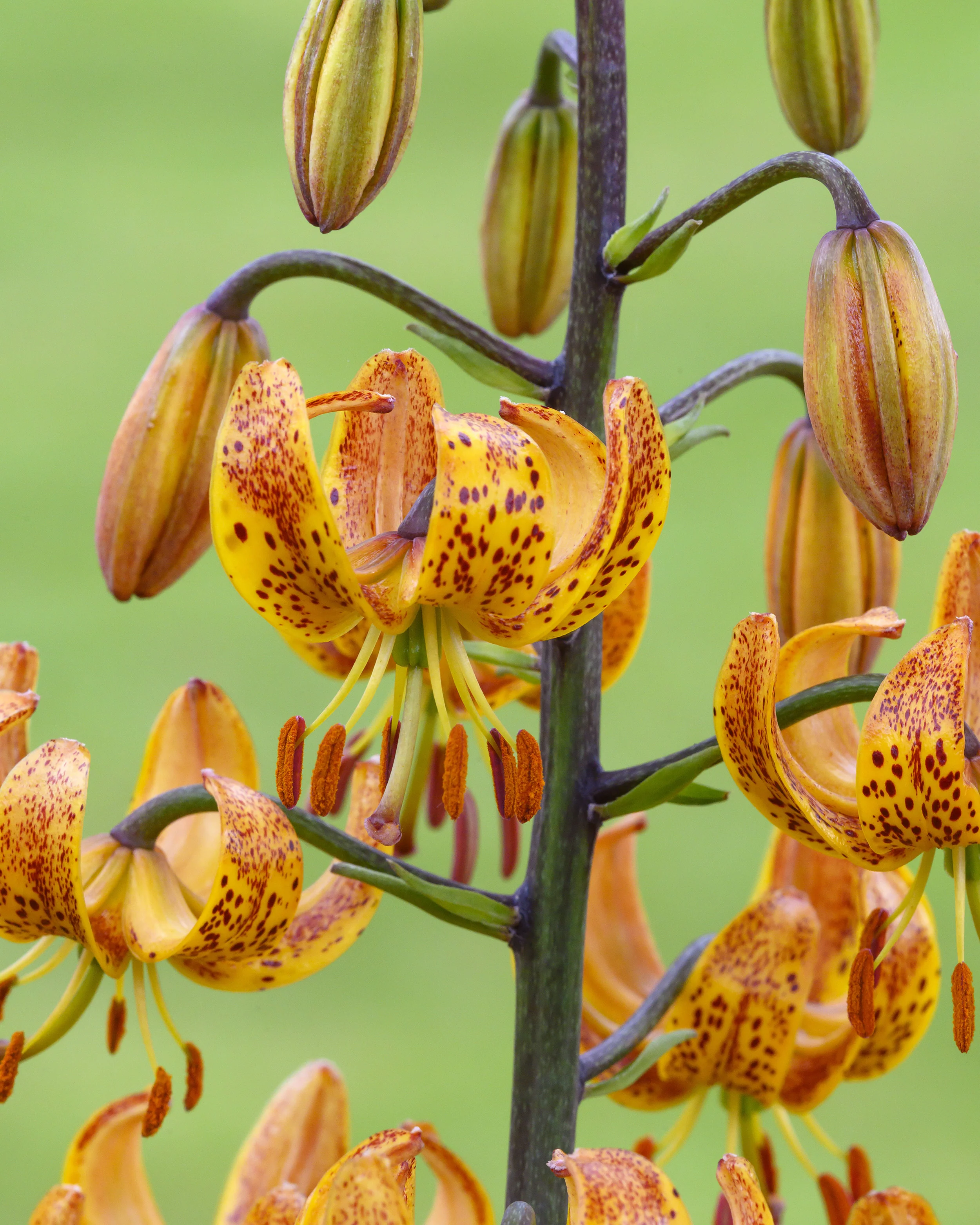 Lily 'Sunny Morning' - Image 3