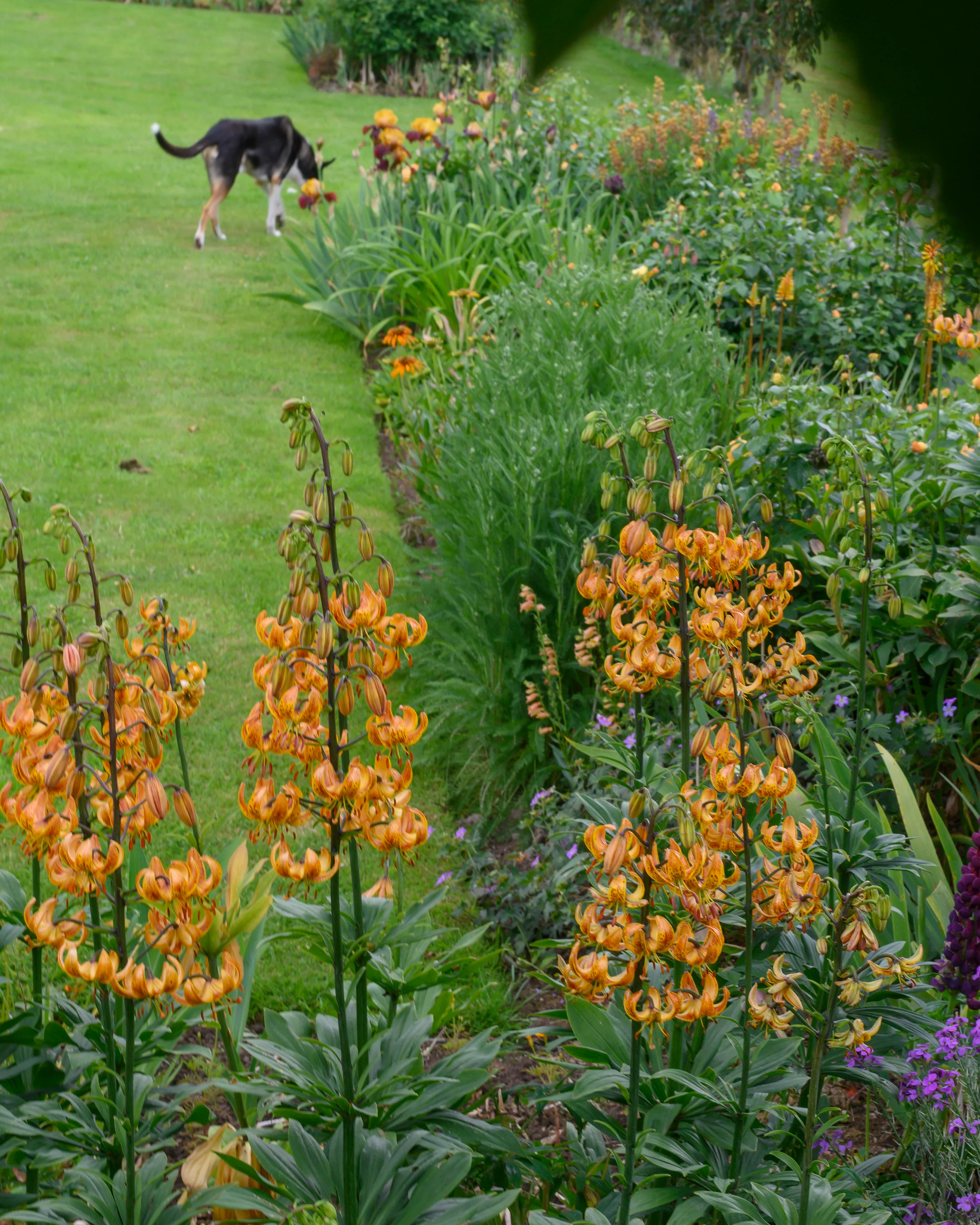 Lily 'Sunny Morning' - Image 4