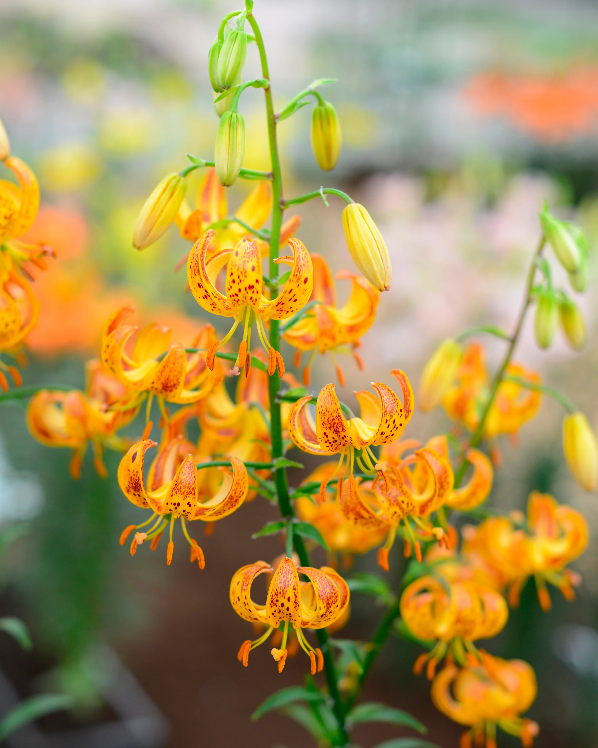 Lily 'Sunny Morning' - Image 6