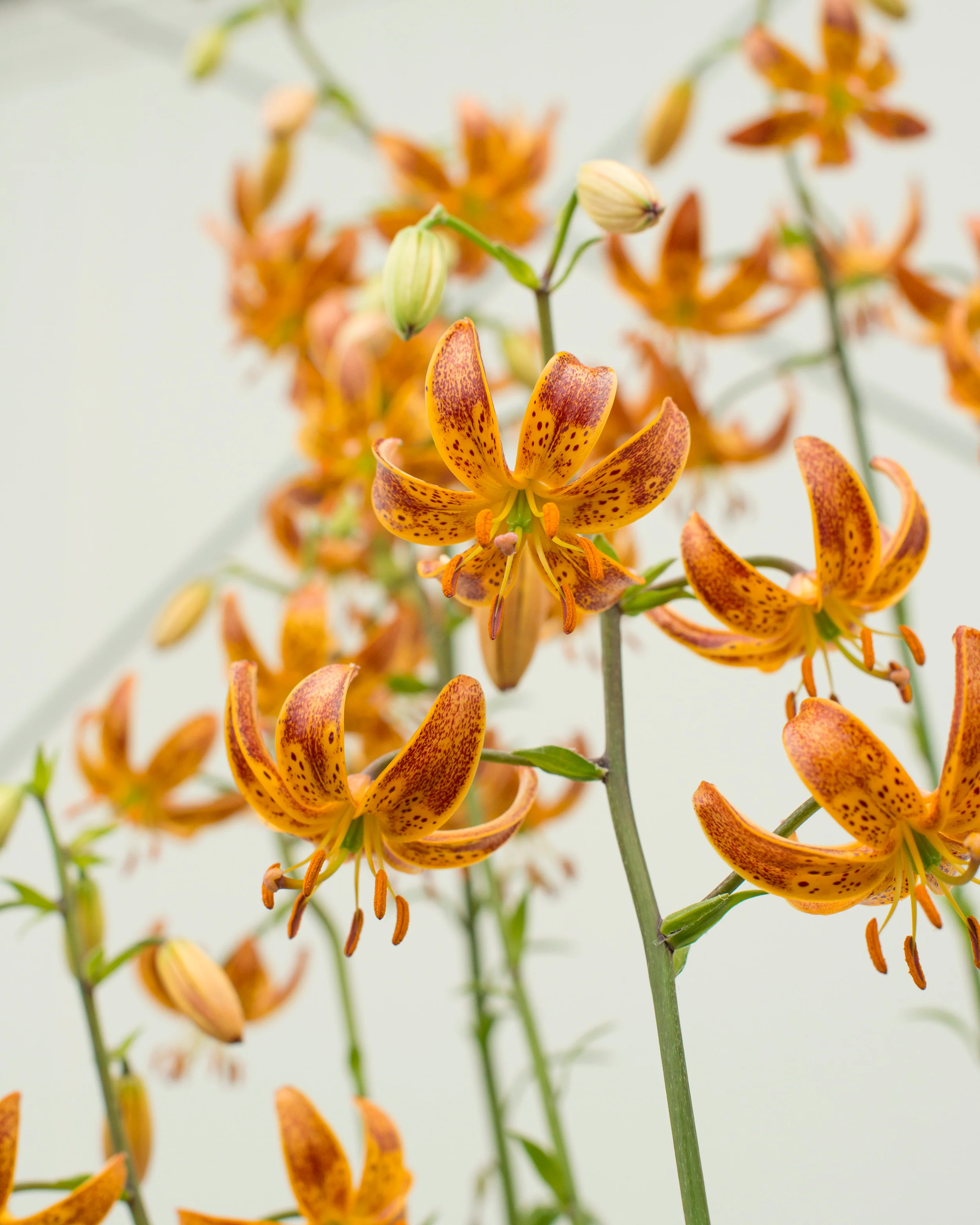 Lily 'Sunny Morning' - Image 8
