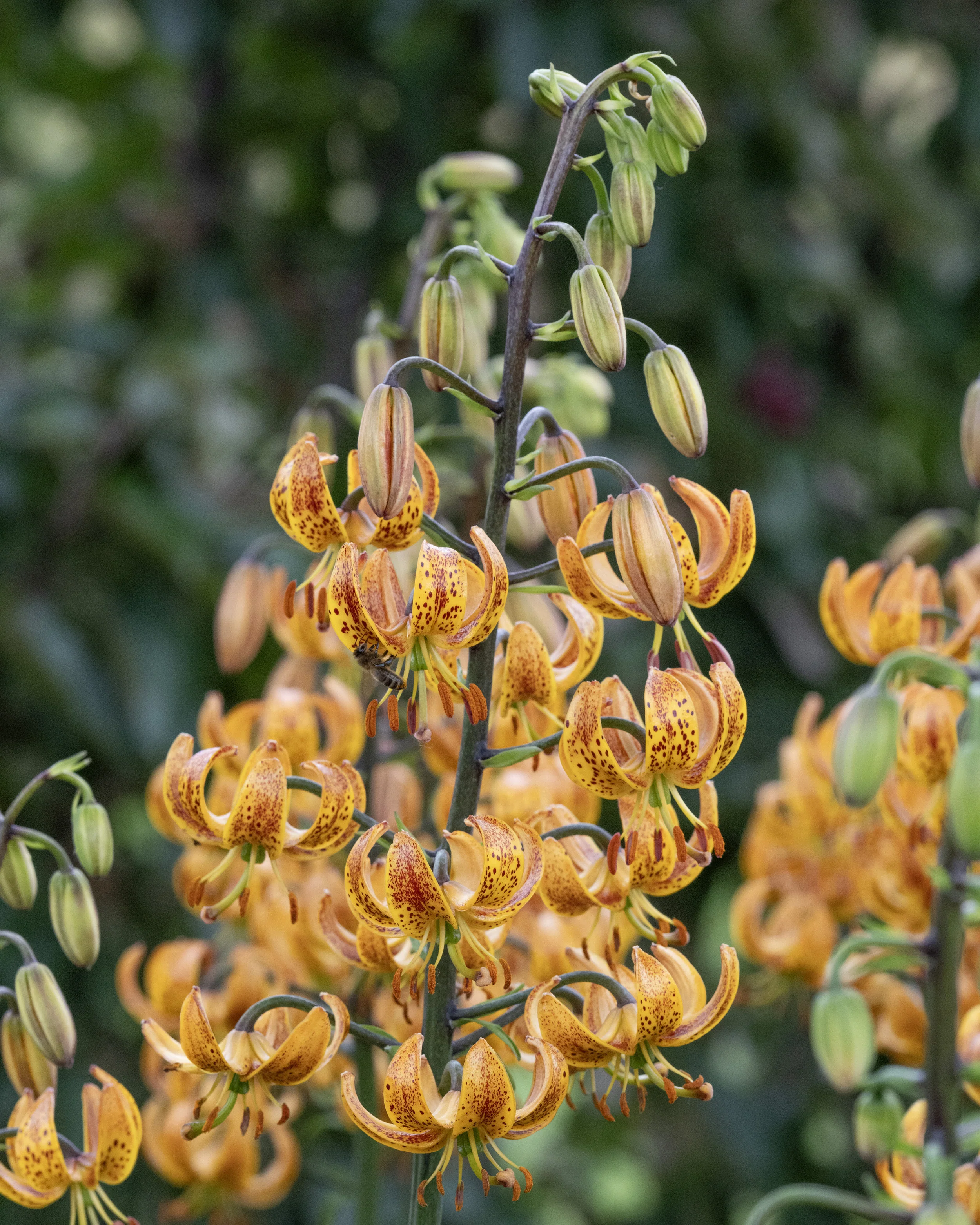 Lily 'Sunny Morning' - Image 9