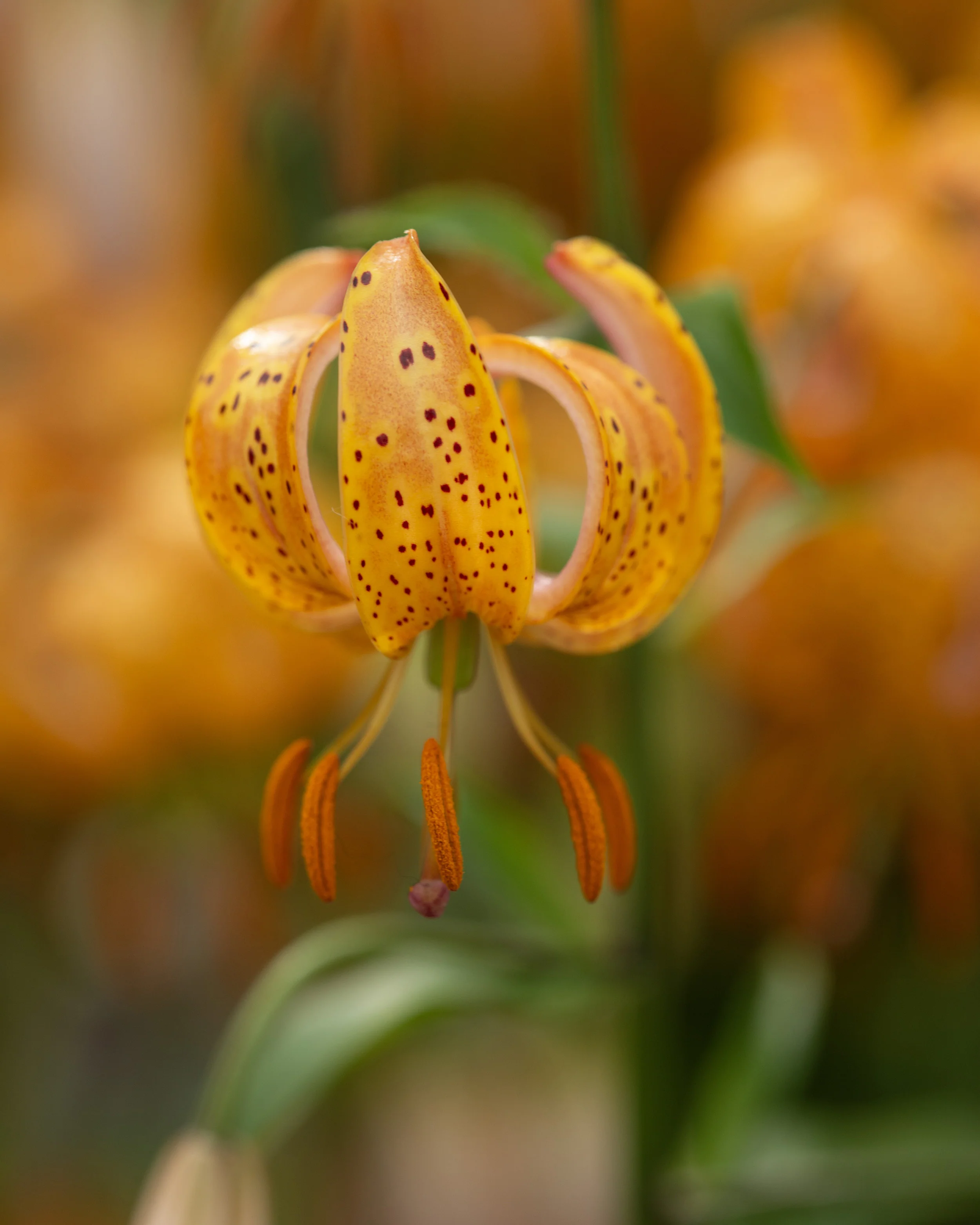 Lily 'Terrace City' - Image 3