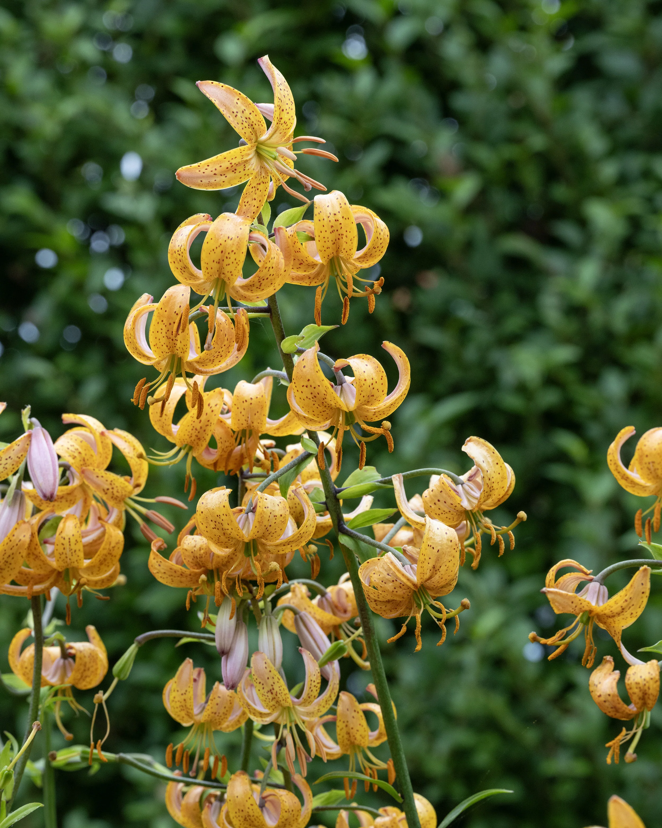 Lily 'Terrace City' - Image 4