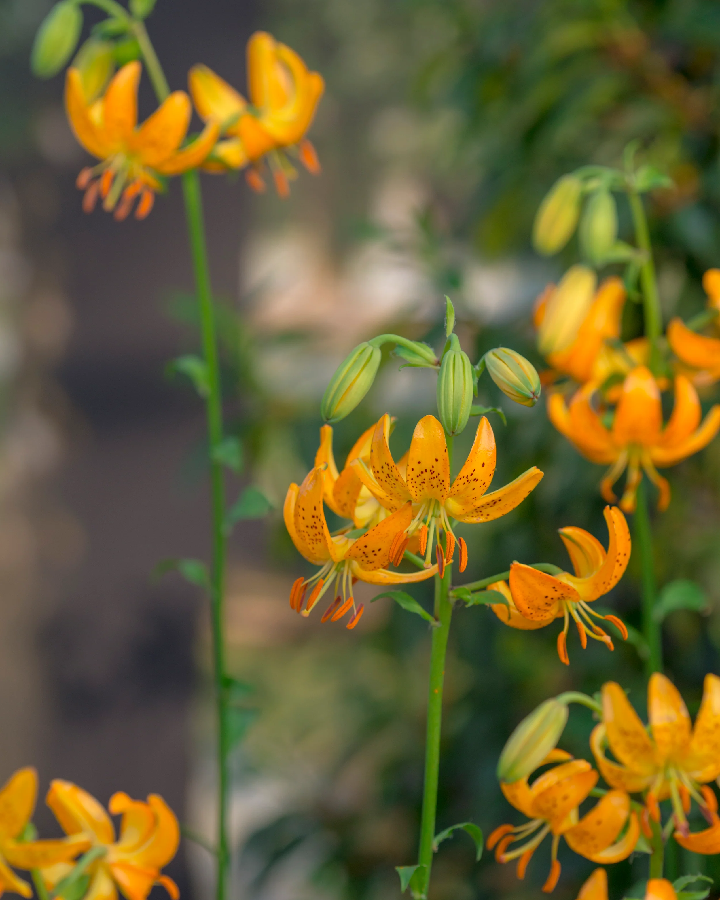 Lily 'Terrace City' - Image 7