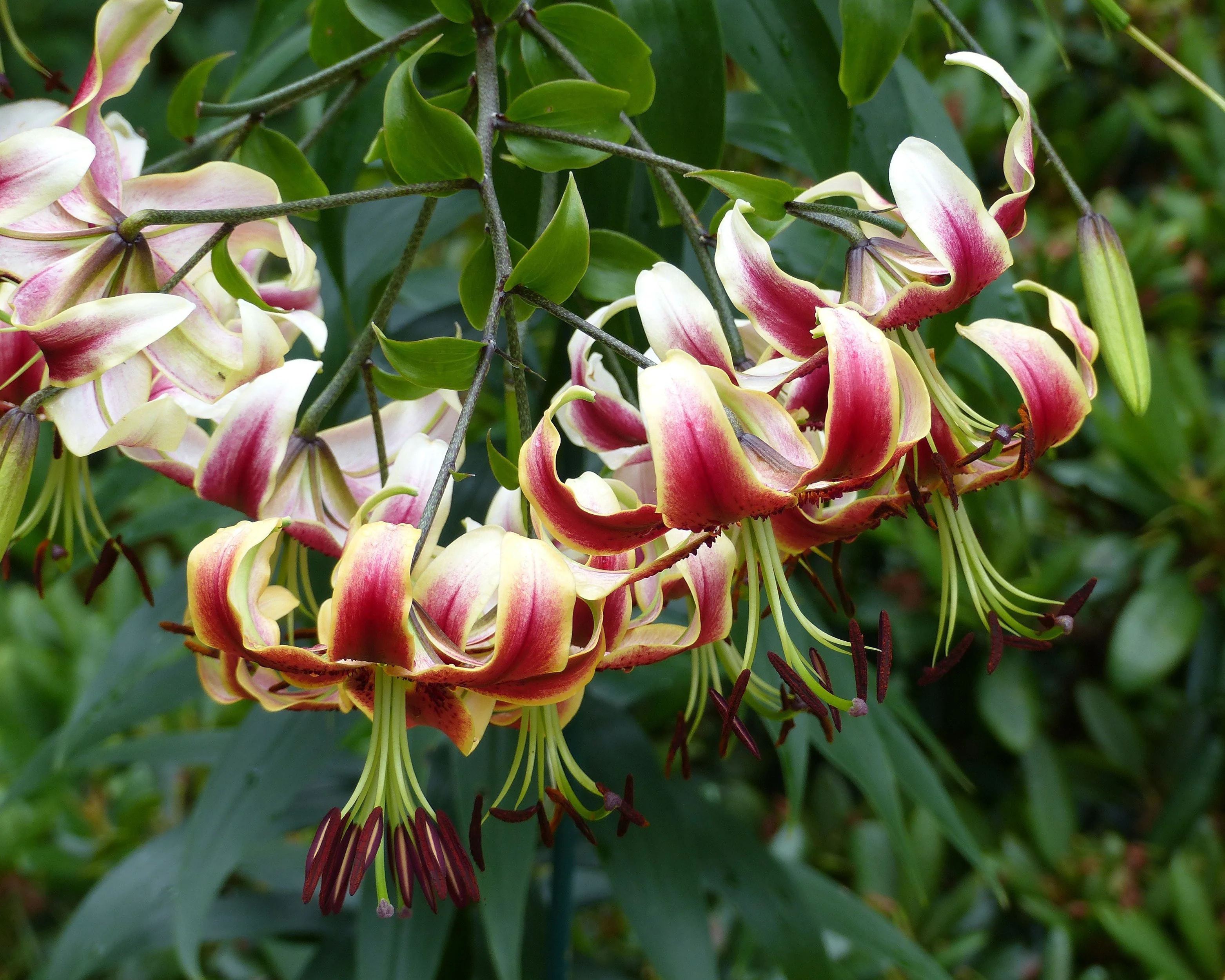 Lily 'Miss Lily' - Image 2
