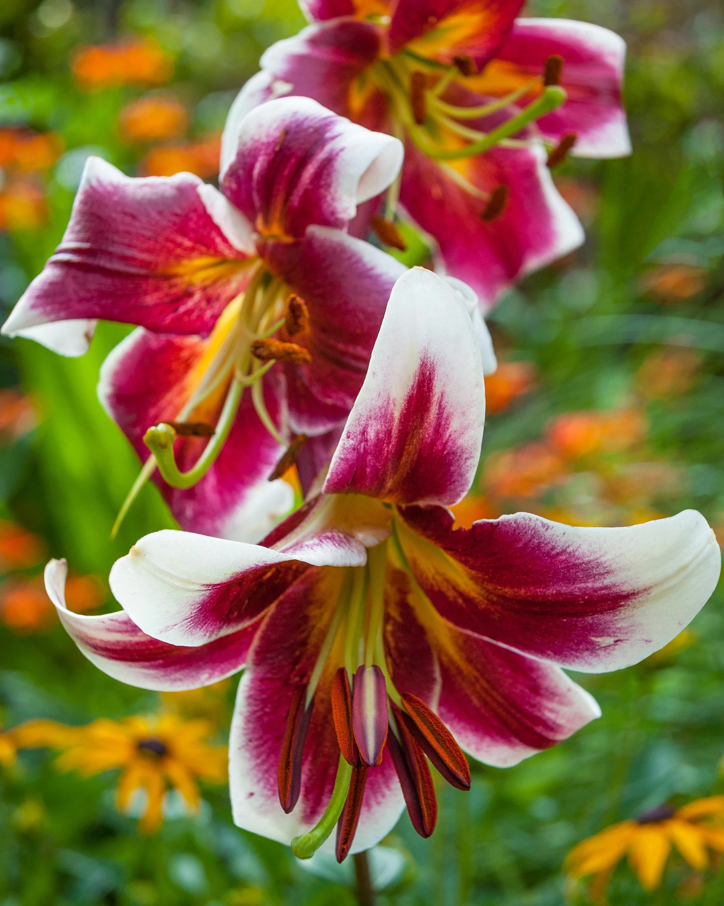 Lily 'Miss Lily' - Image 3