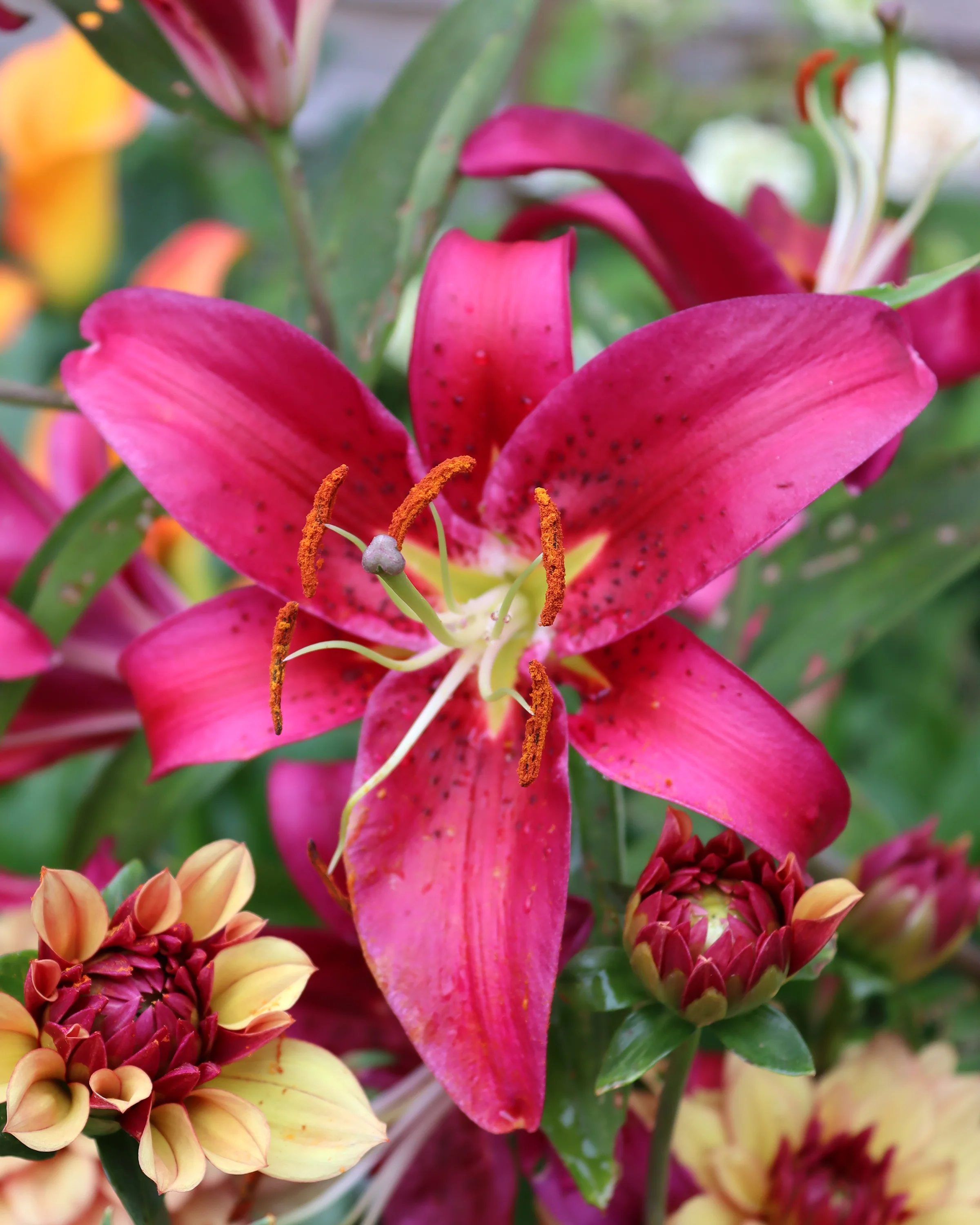 Lily 'Montezuma' - Image 3