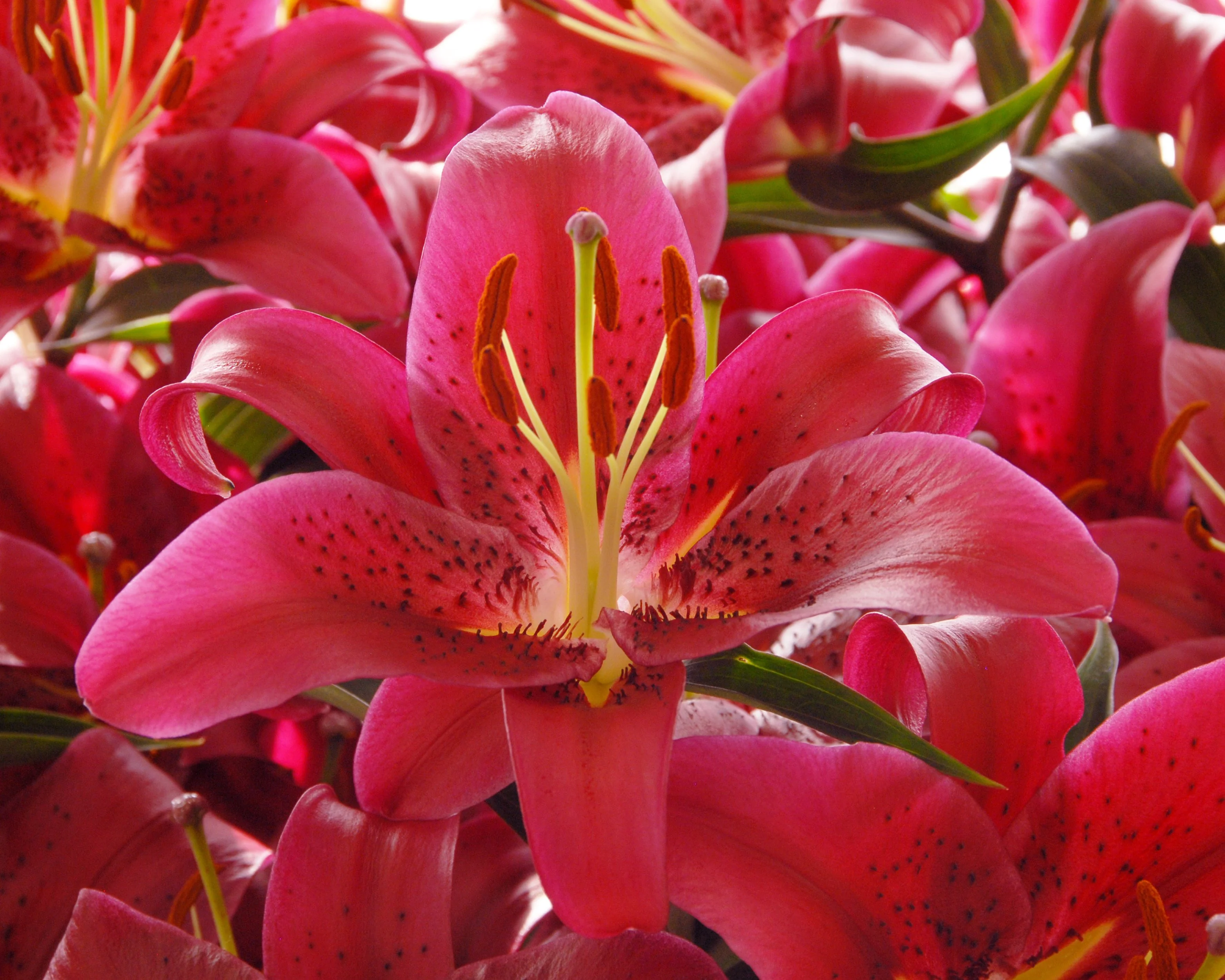 Lily 'Montezuma' - Image 5