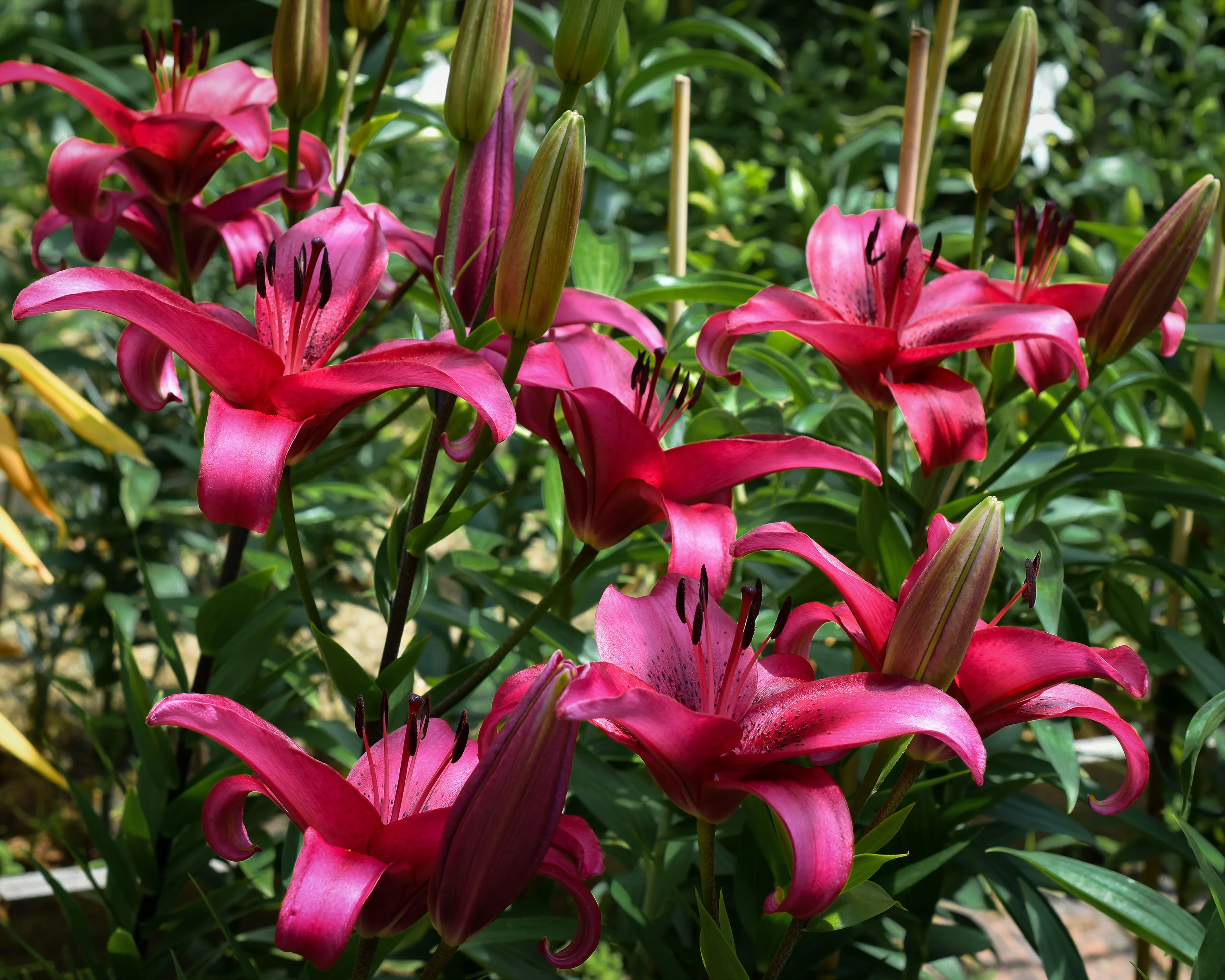 Lily 'November Rain' - Image 3