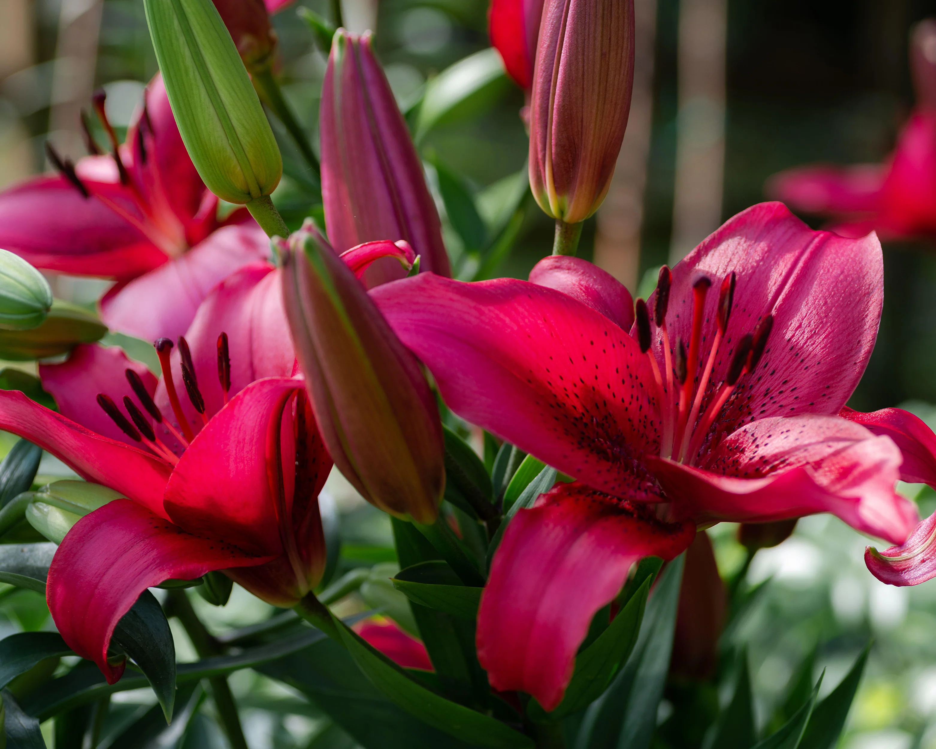 Lily 'November Rain' - Image 5