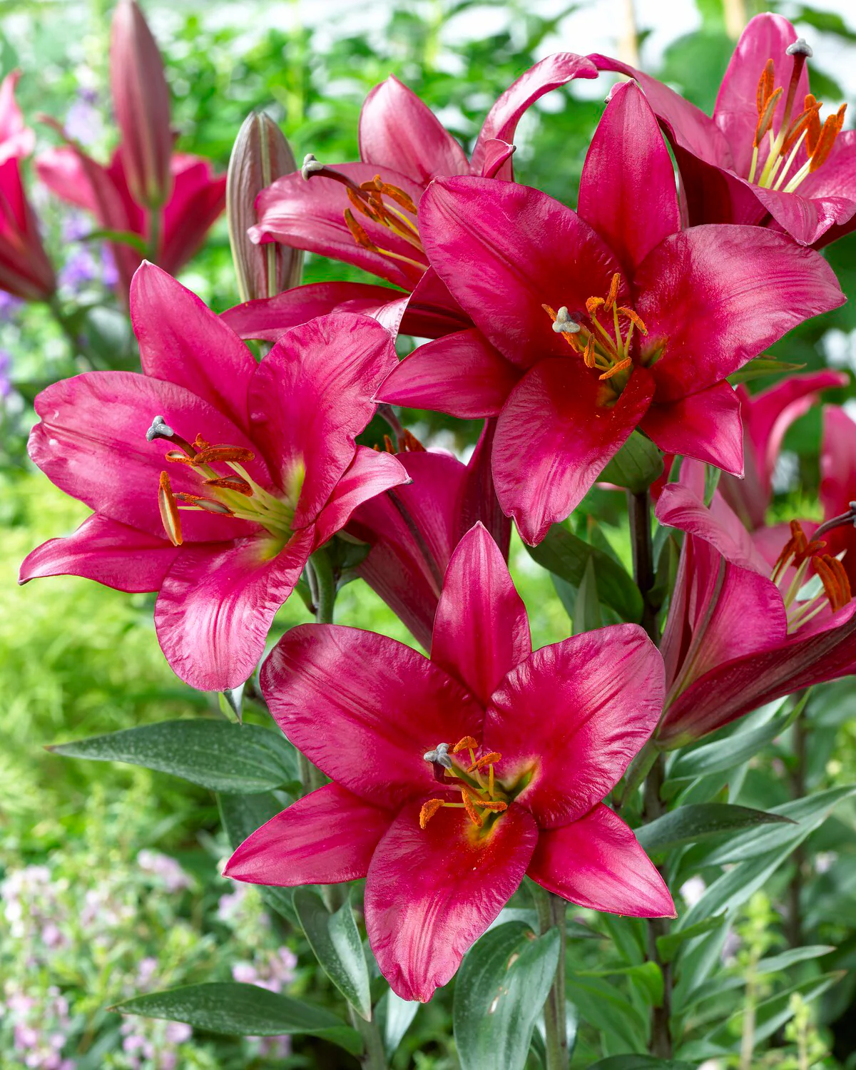Lily 'Purple Prince' - Image 3