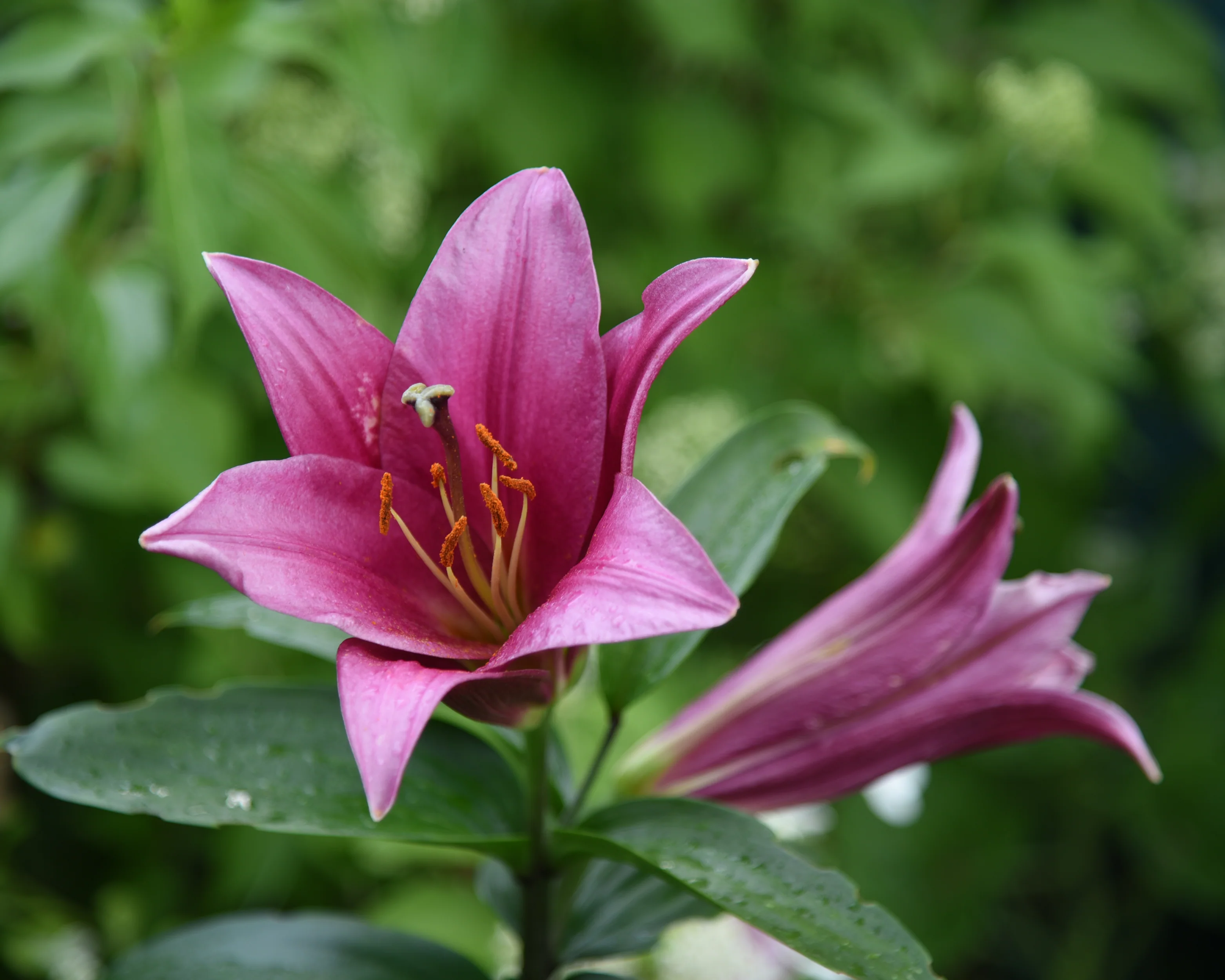 Lily 'Purple Prince' - Image 4