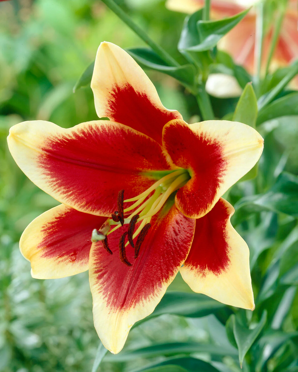 Lily 'Red Dutch' - Image 3