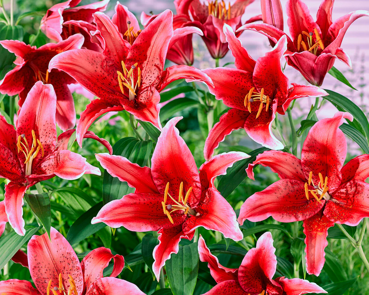Lily 'Red Flash' - Image 2