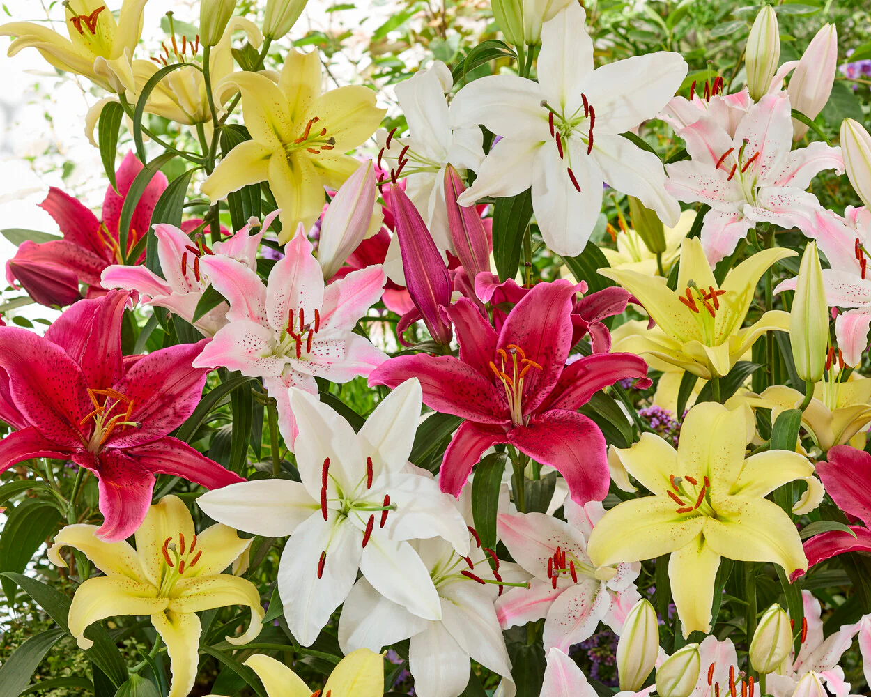 Lily 'Red Flash' - Image 4