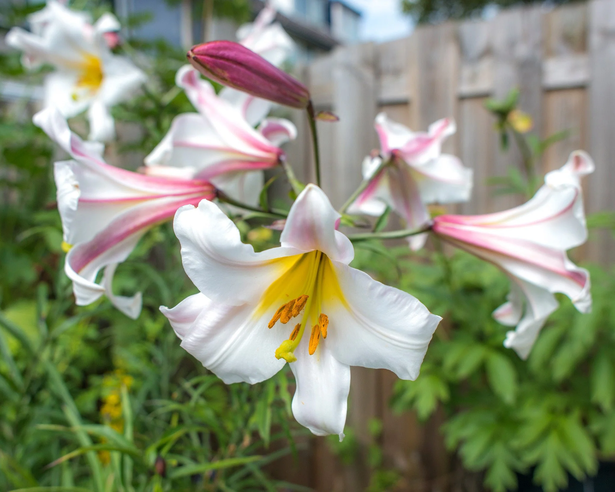 Lily 'Regale' - Image 2