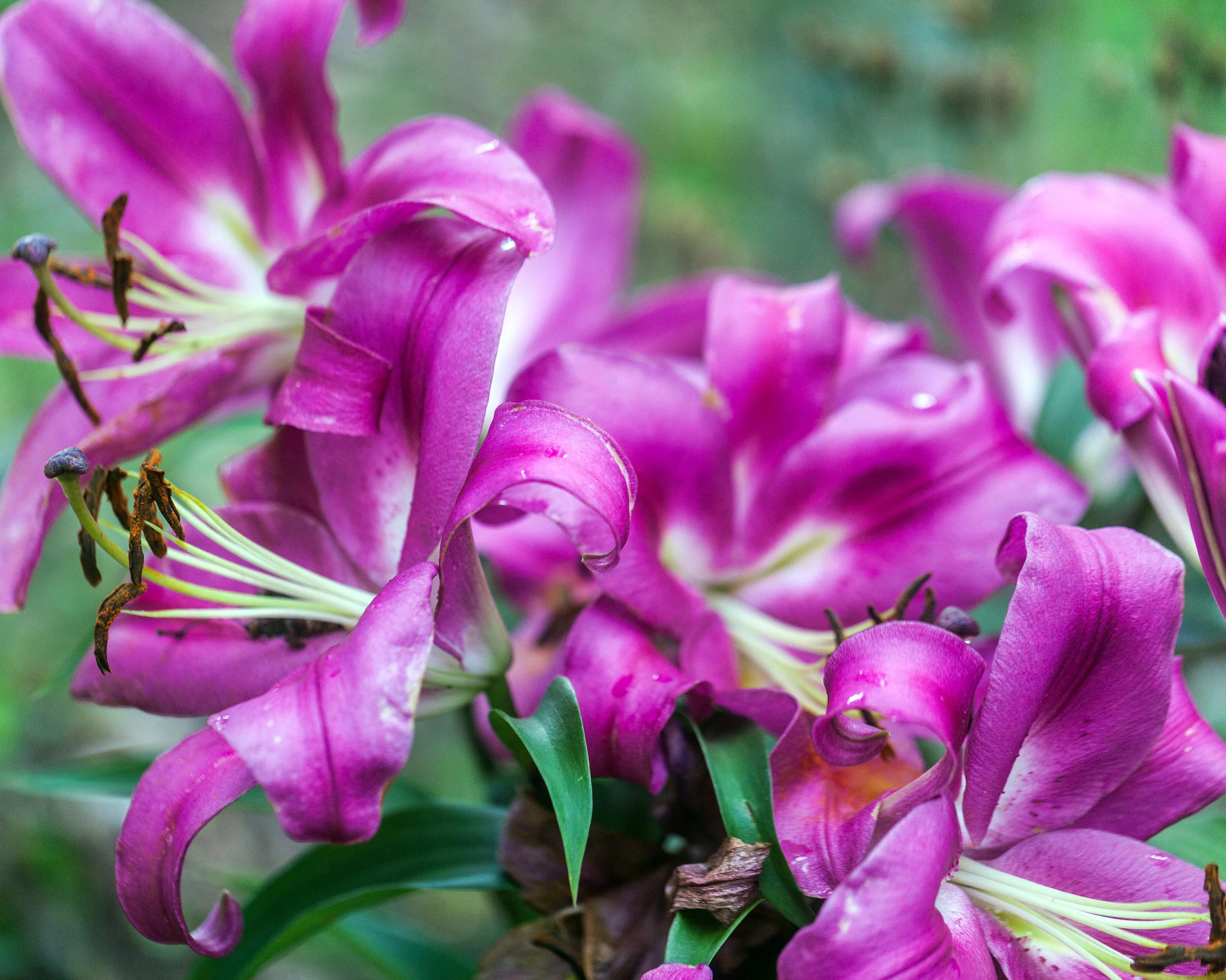Lily 'Robina' - Image 5