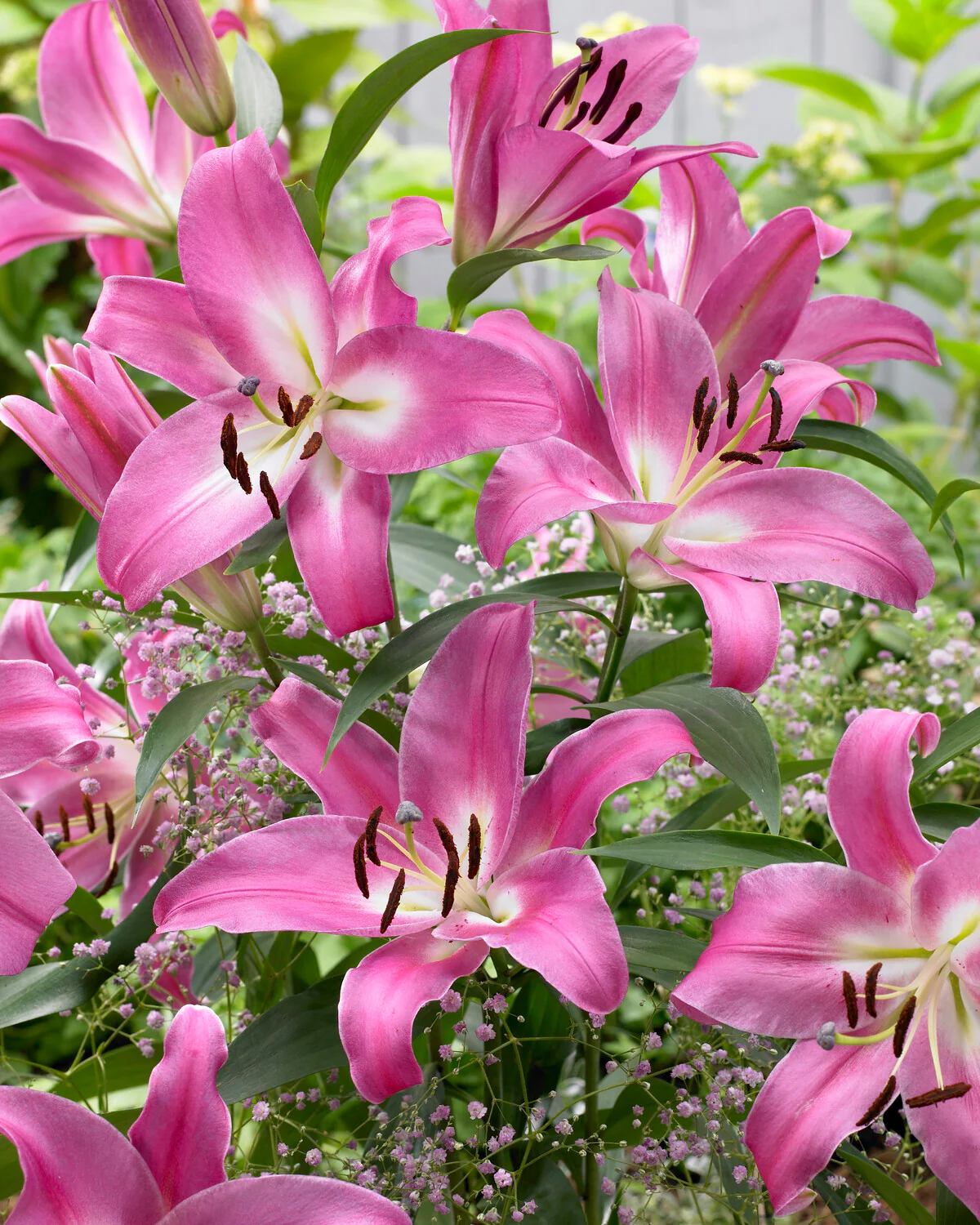 Lily 'Robina' - Image 7