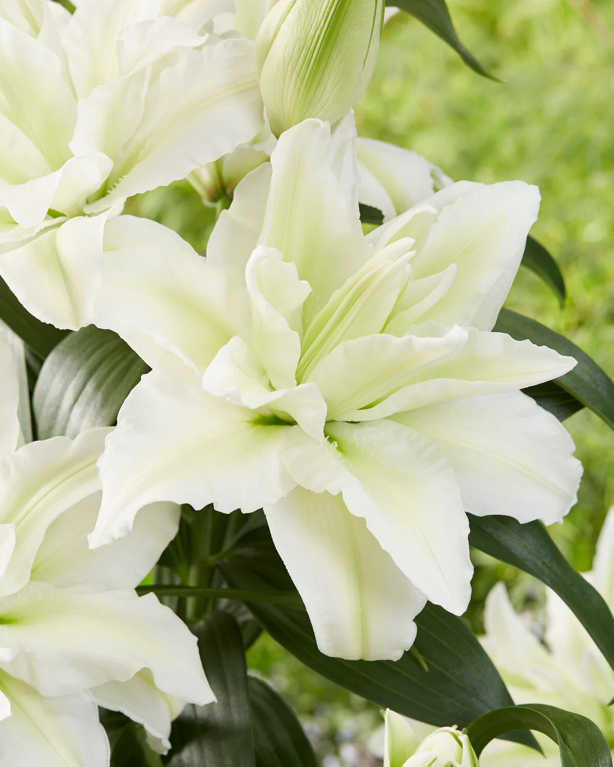 Lily 'Roselily Aisha' - Image 3