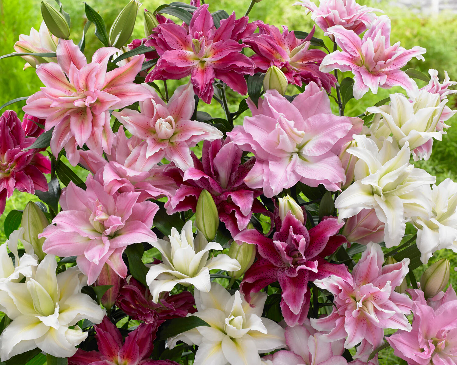 Lily 'Roselily Anouska' - Image 3