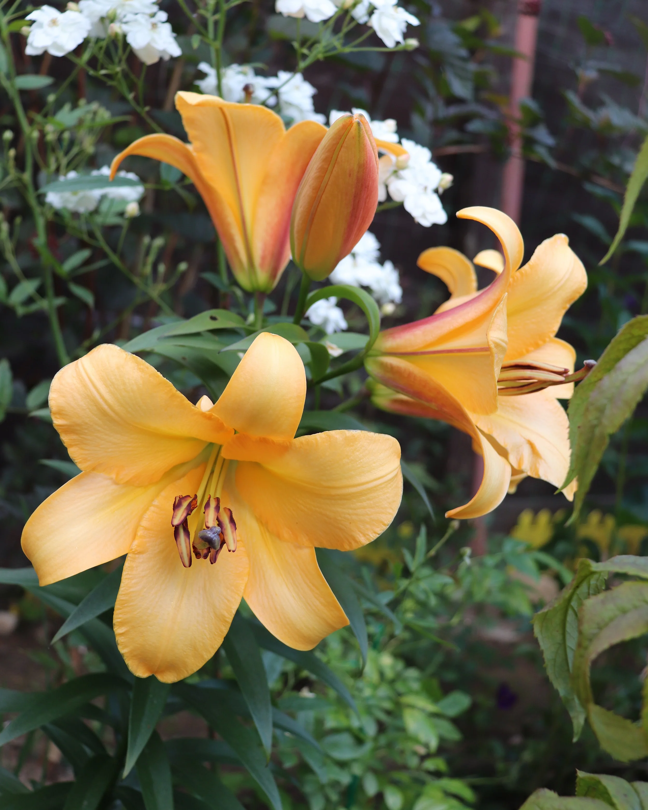 Lily 'Saltarello' - Image 2