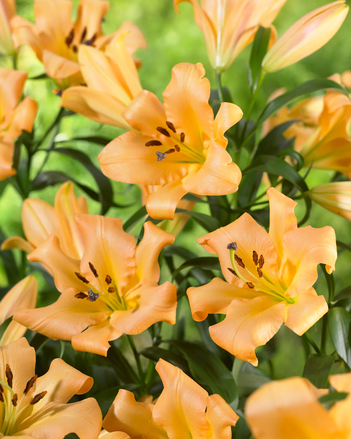 Lily 'Saltarello' - Image 3