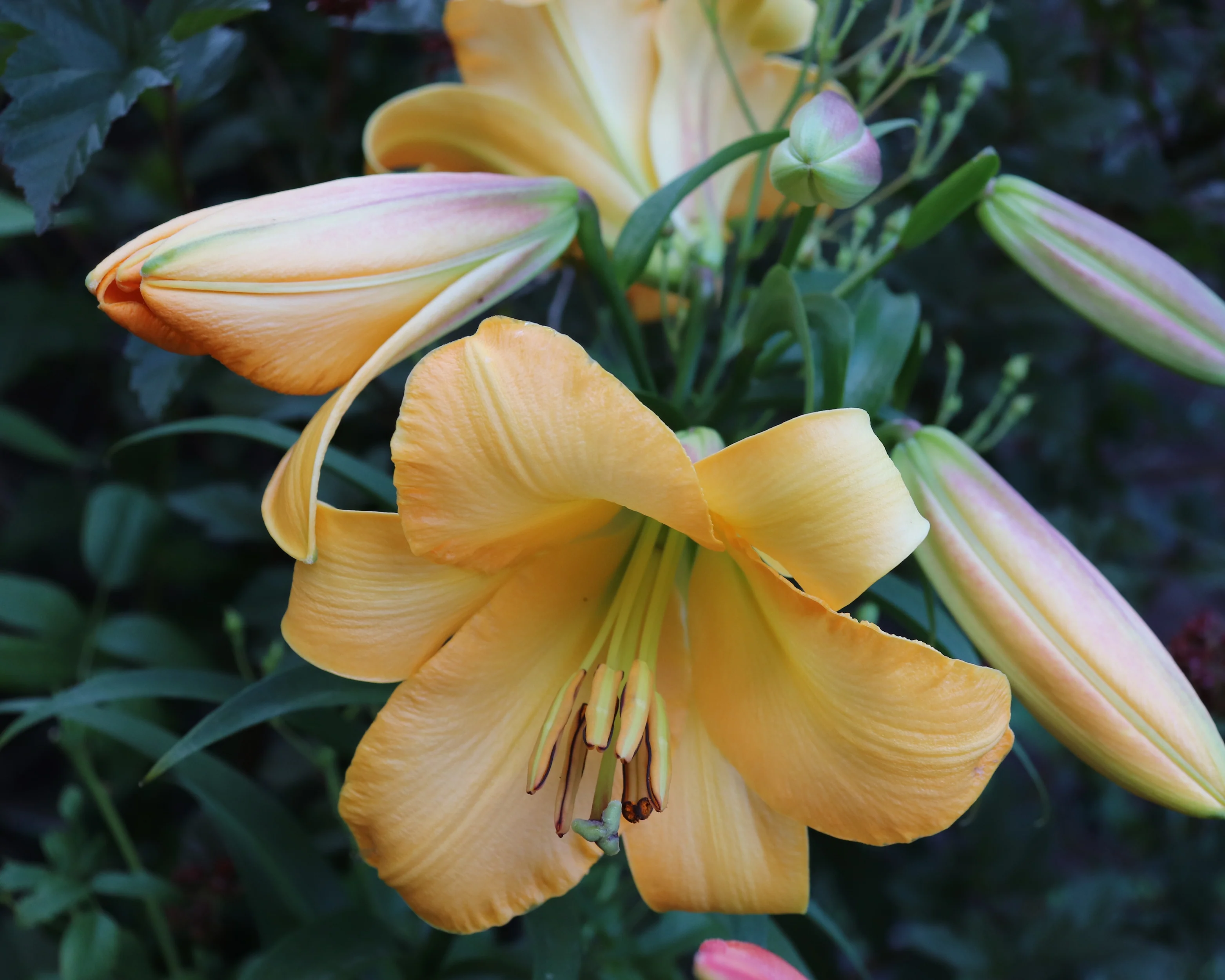 Lily 'Saltarello' - Image 4