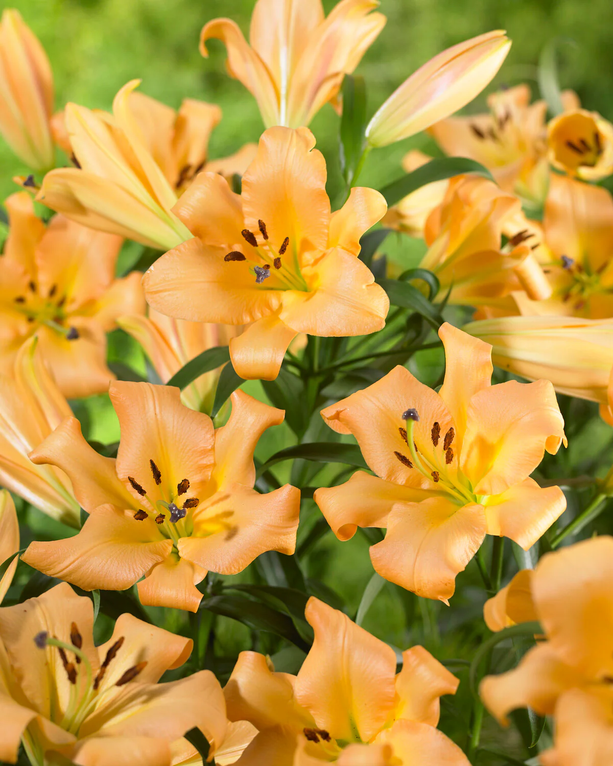 Lily 'Saltarello' - Image 5
