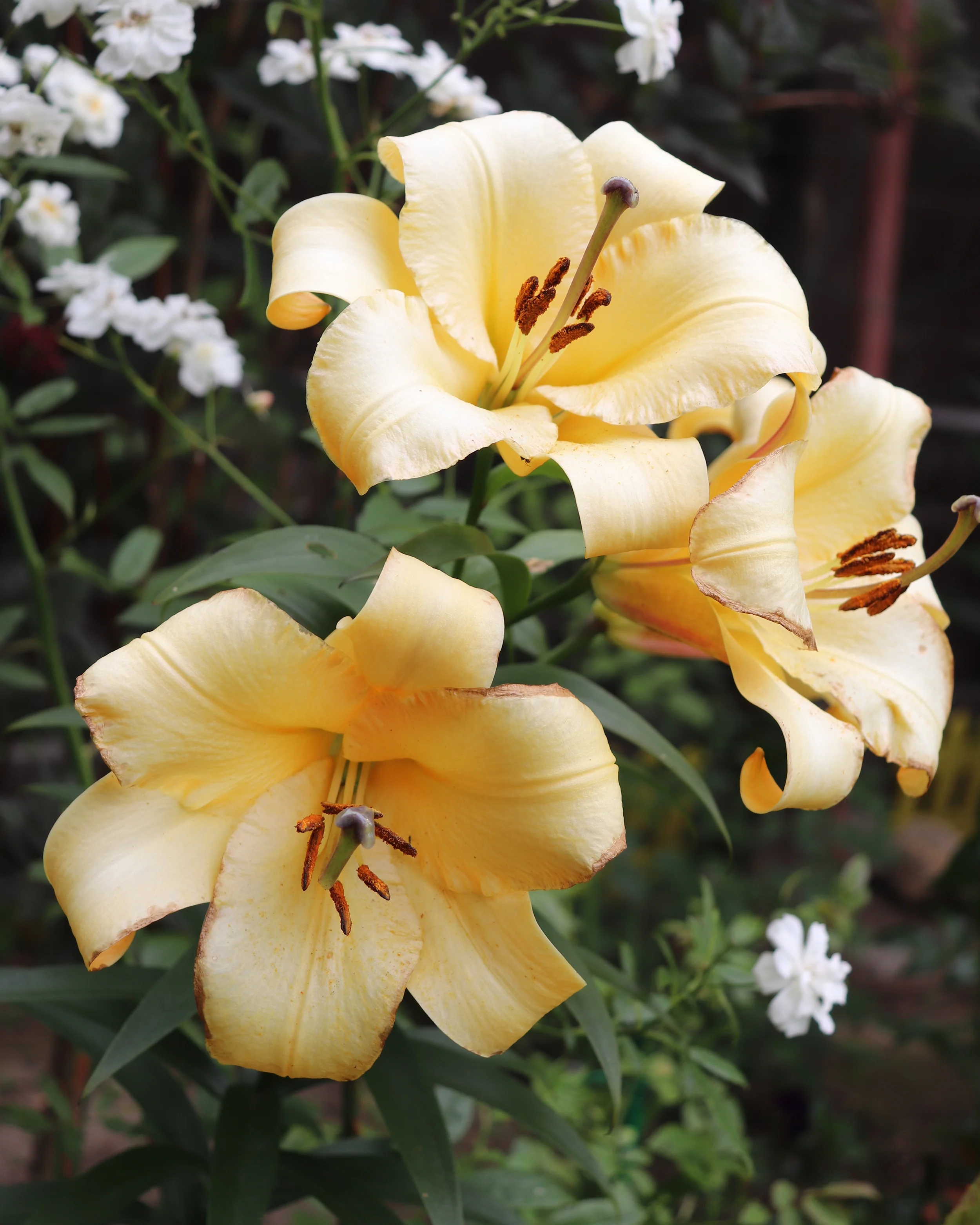 Lily 'Saltarello' - Image 6