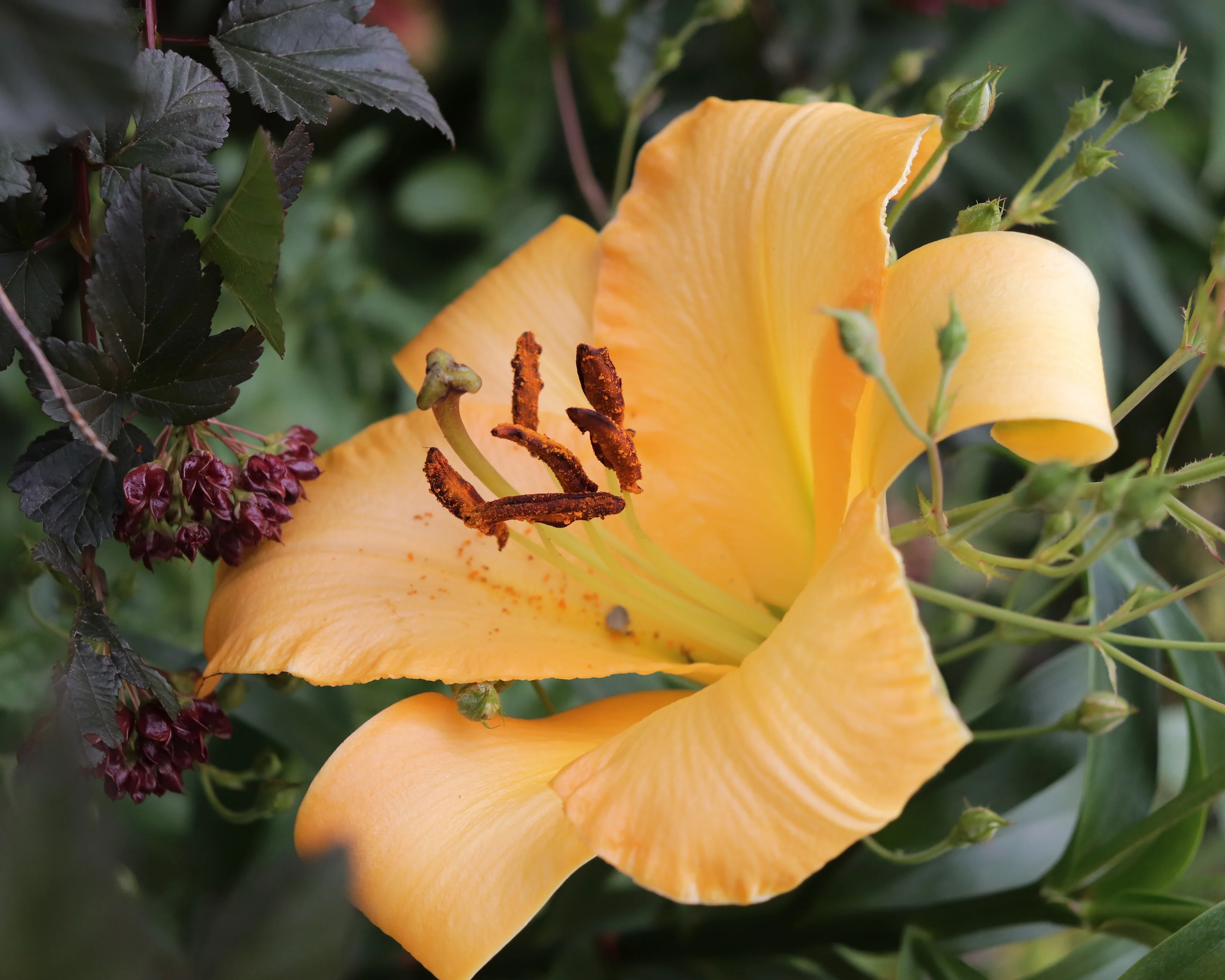 Lily 'Saltarello' - Image 7