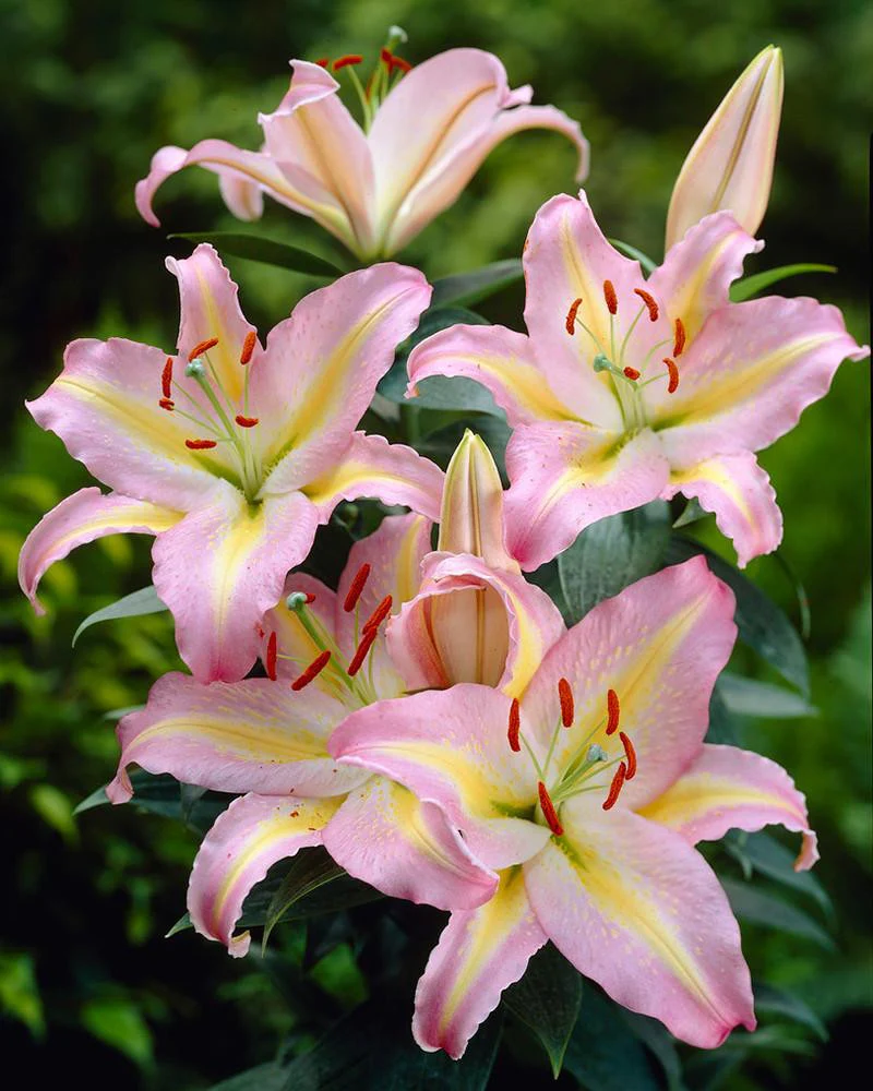 Lily 'Tom Pouce'
