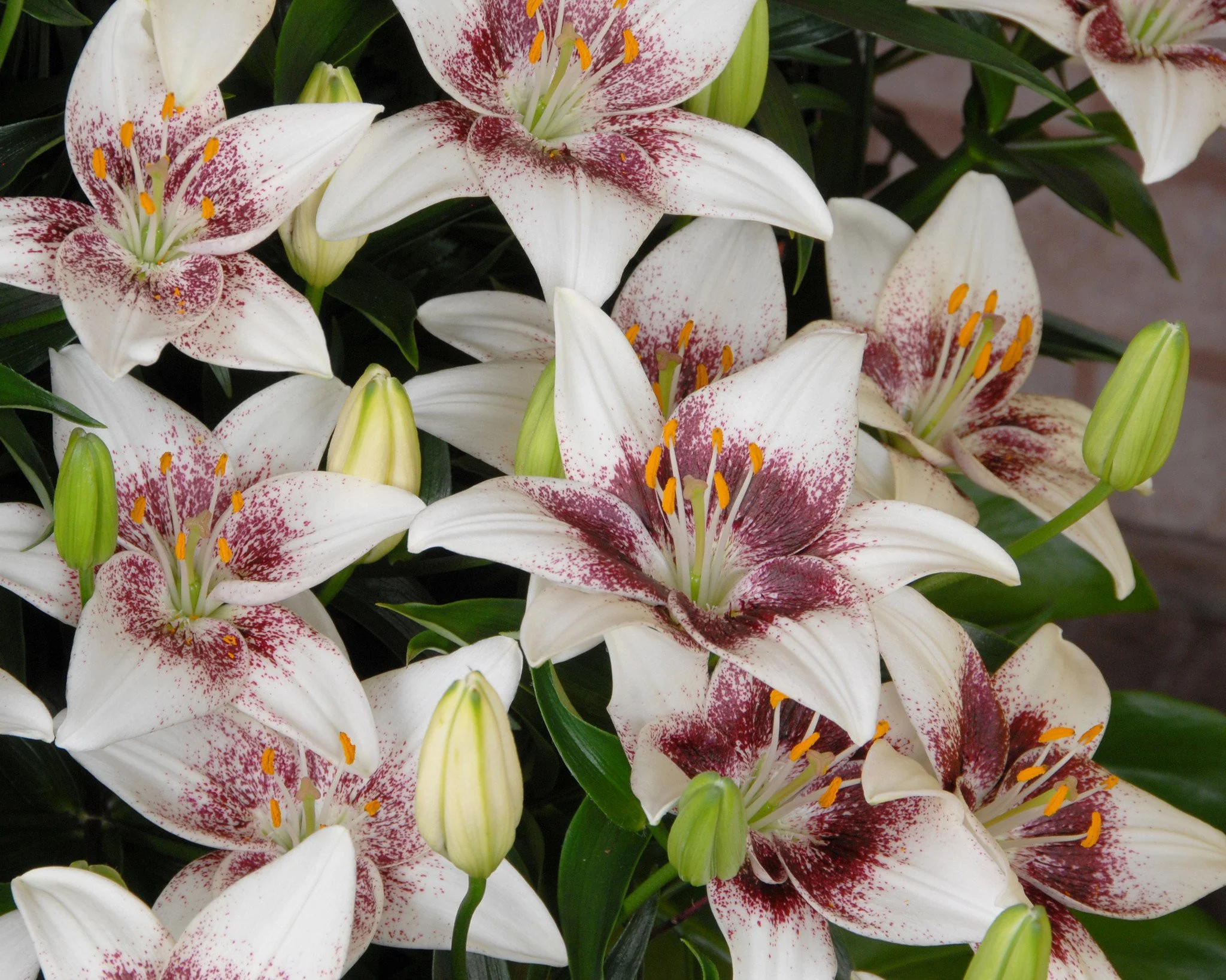 Lily 'White Pixels' - Image 2