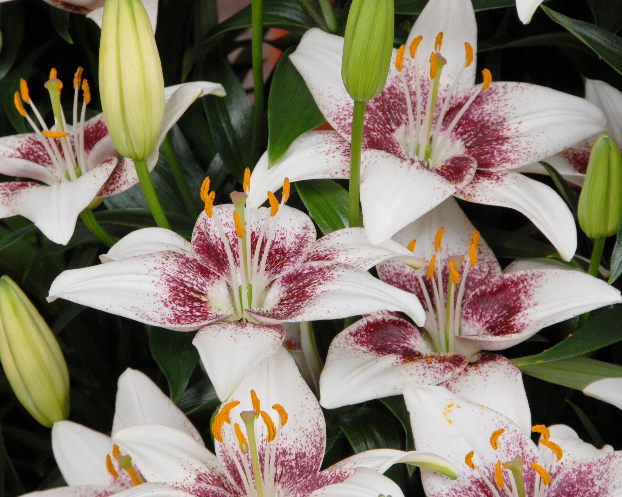 Lily 'White Pixels' - Image 3
