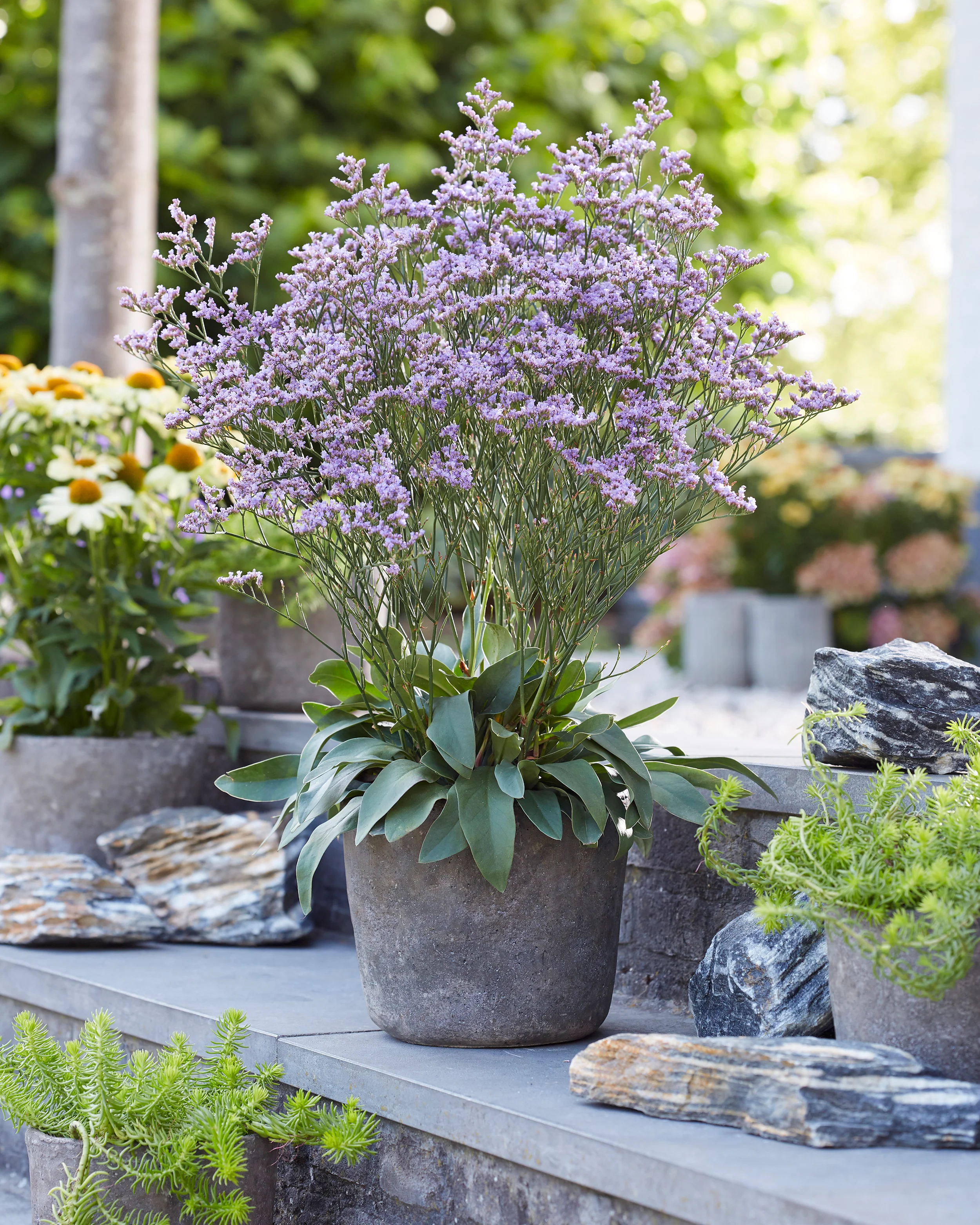 Limonium 'Dazzle Rocks' - Image 3