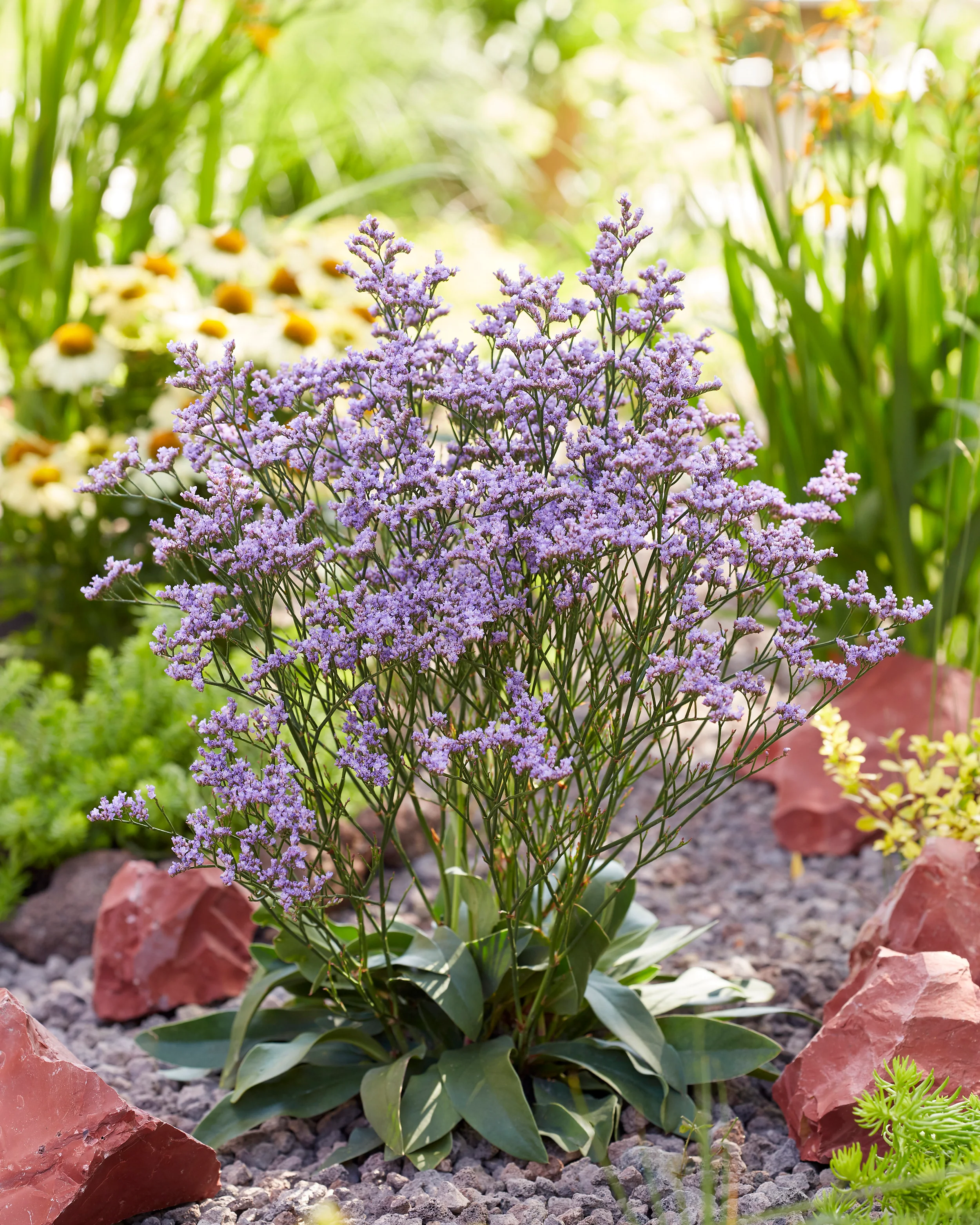 Limonium 'Dazzle Rocks' - Image 6