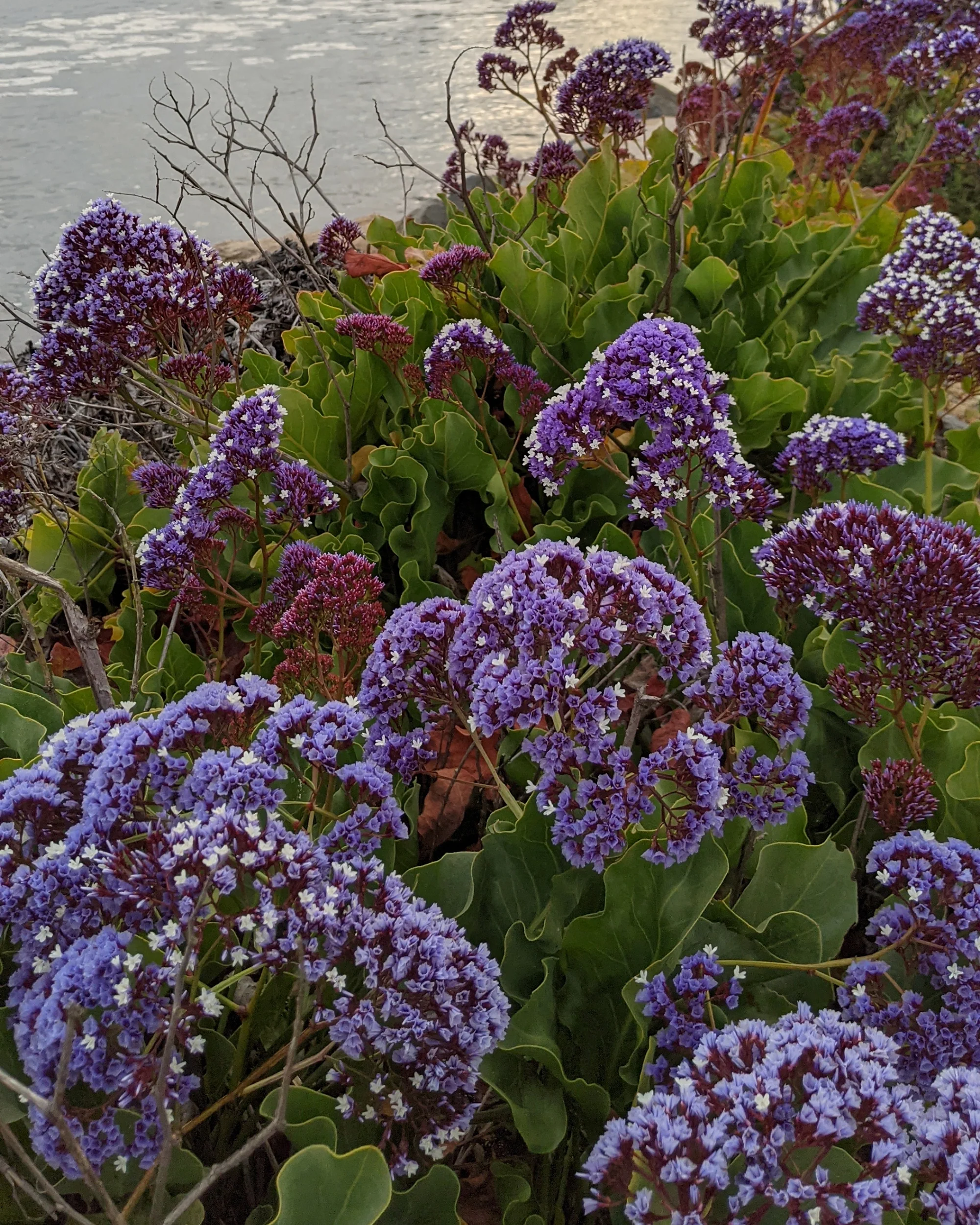 Limonium perezii - Image 10