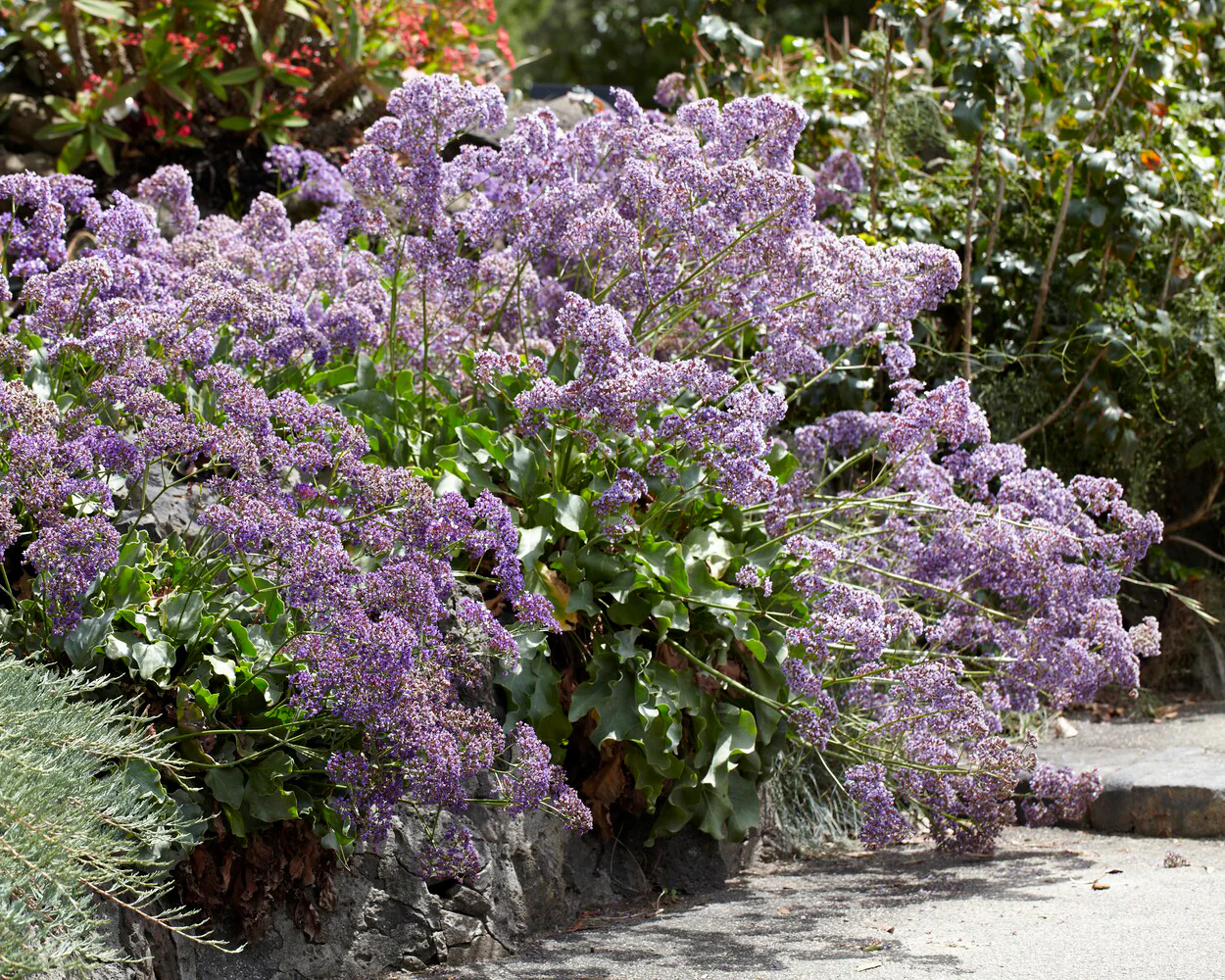 Limonium perezii - Image 3